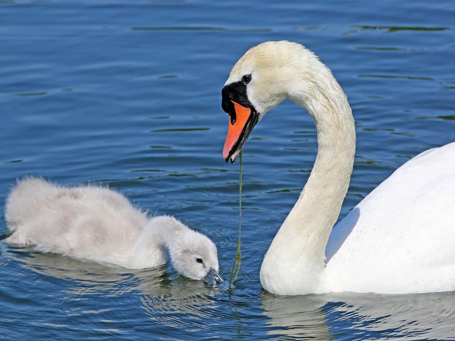 What Do Swans Eat? An Overview of Swan Diets and Foraging Behavior