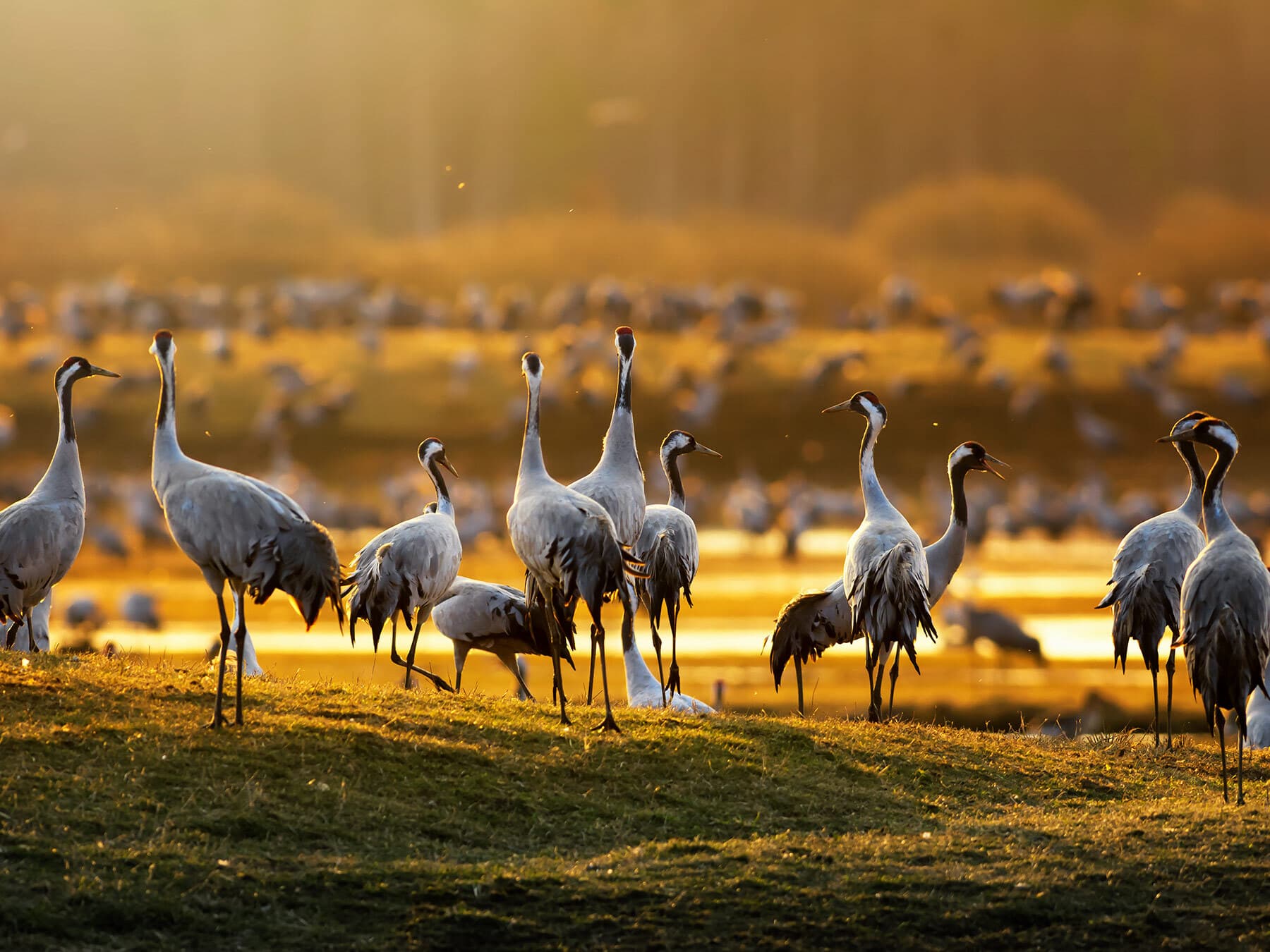 What Is A Group Of Cranes Called? (Complete Guide)