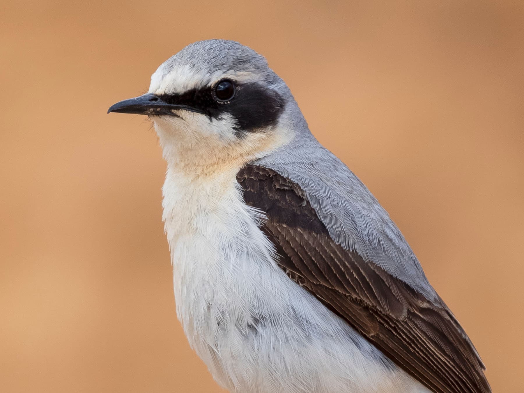 Wheatear