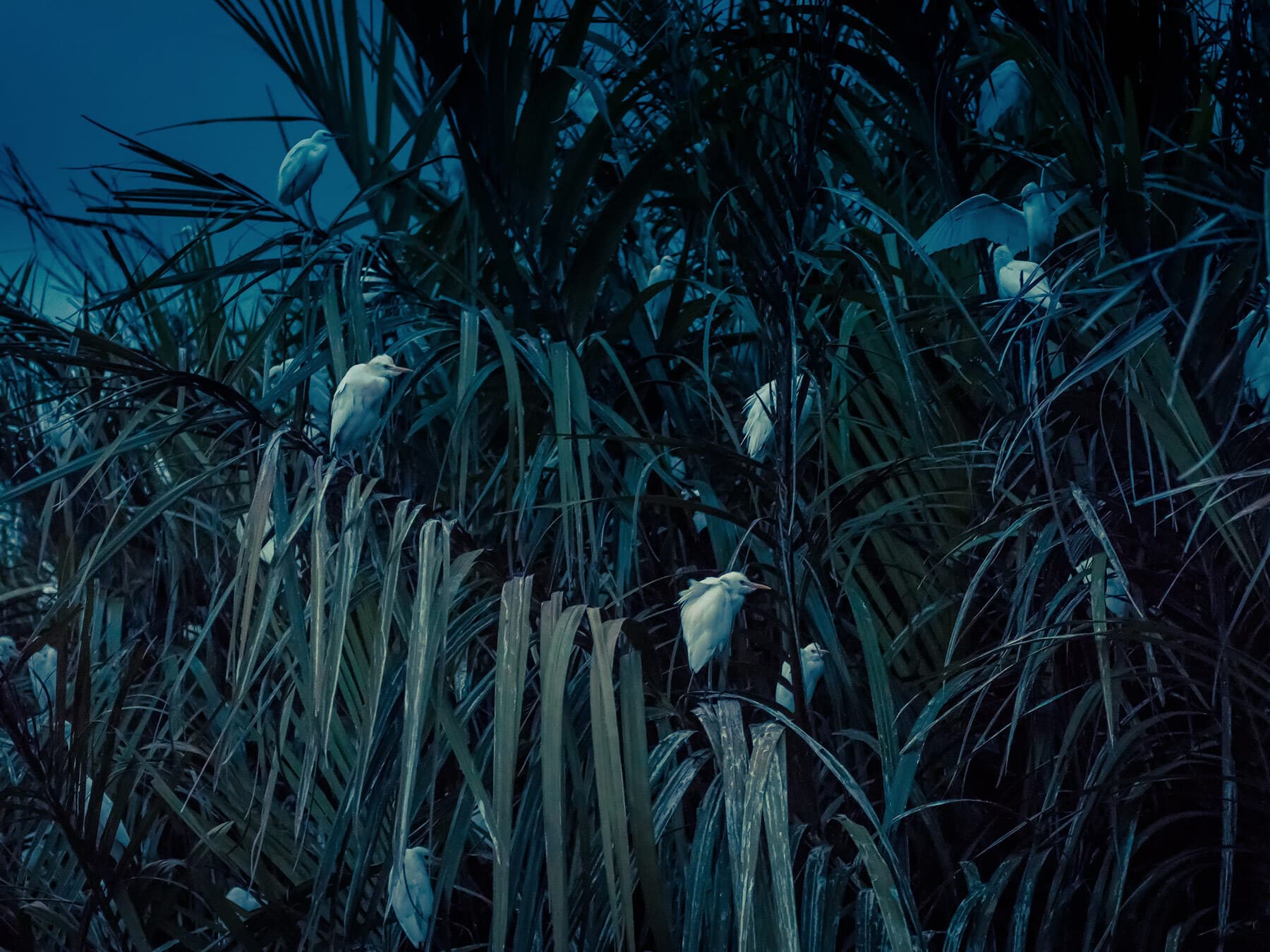 Where Do Birds Sleep At Night? (Complete Guide)