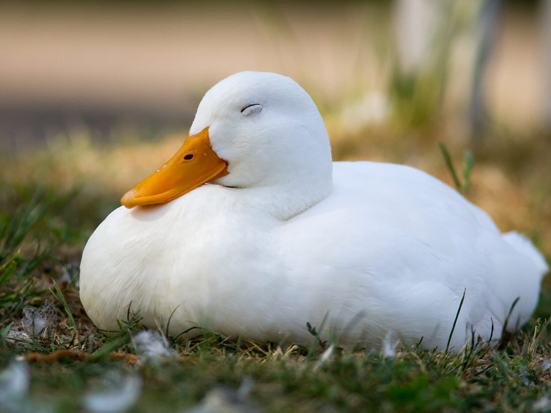 Where Do Ducks Sleep? (Location + Behavior)