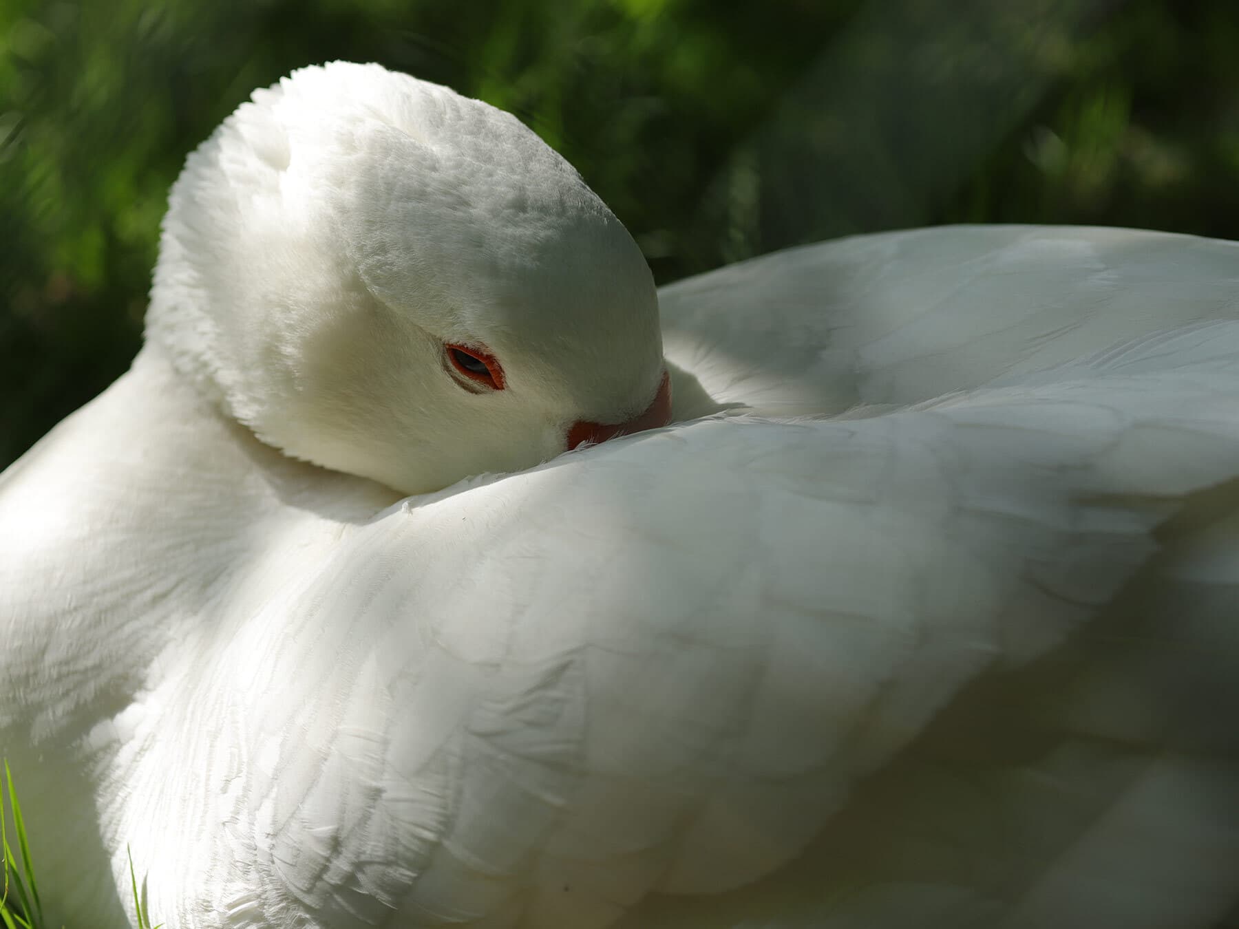 Where Do Geese Sleep? (Location + Behavior)