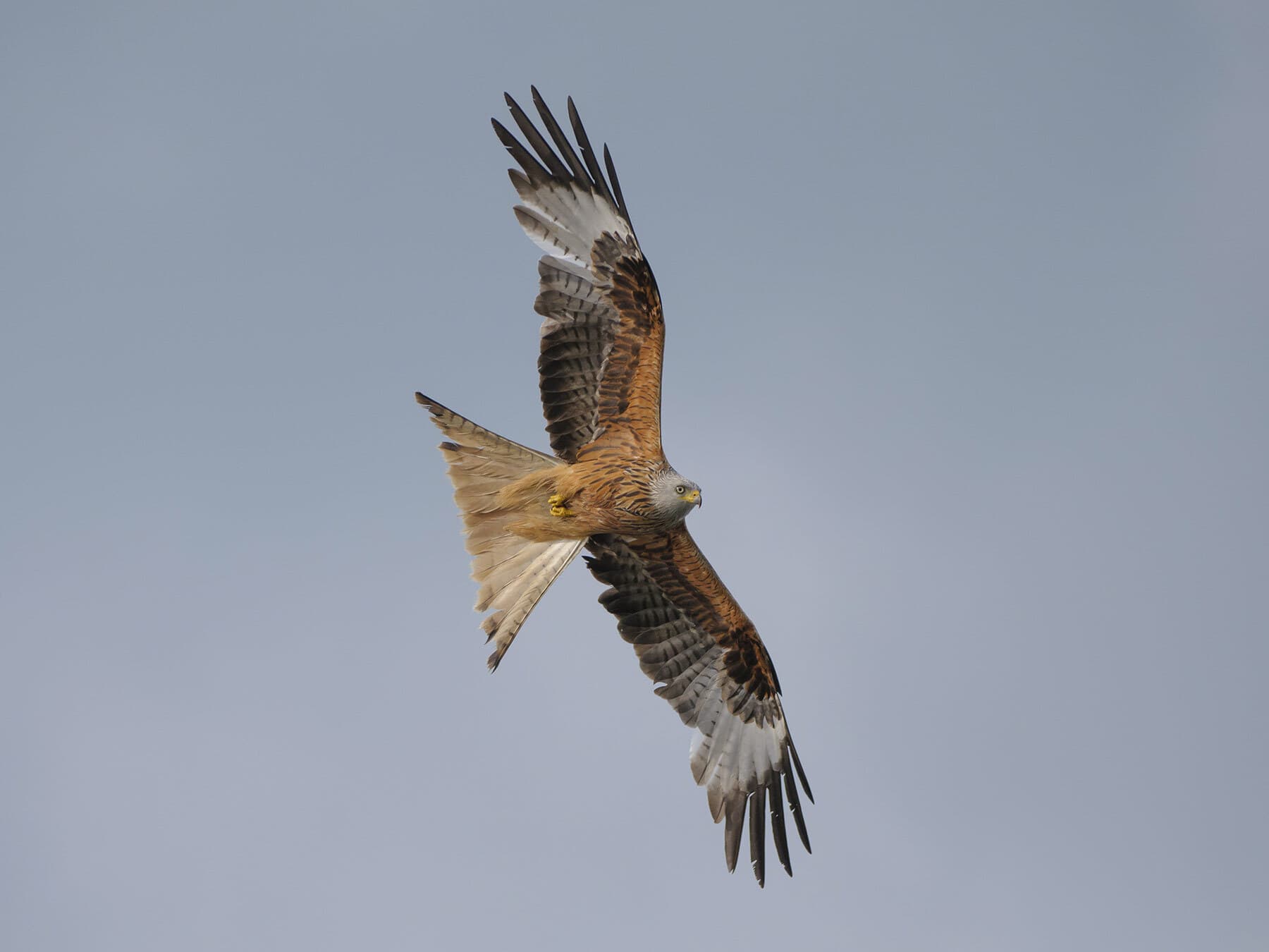 Where Do Red Kites Live? (Habitat + Distribution)