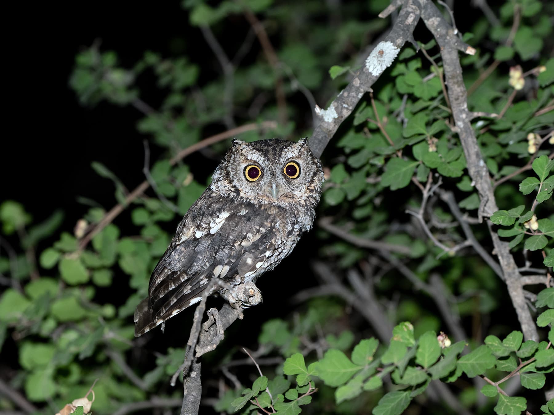 Whiskered Screech-owl