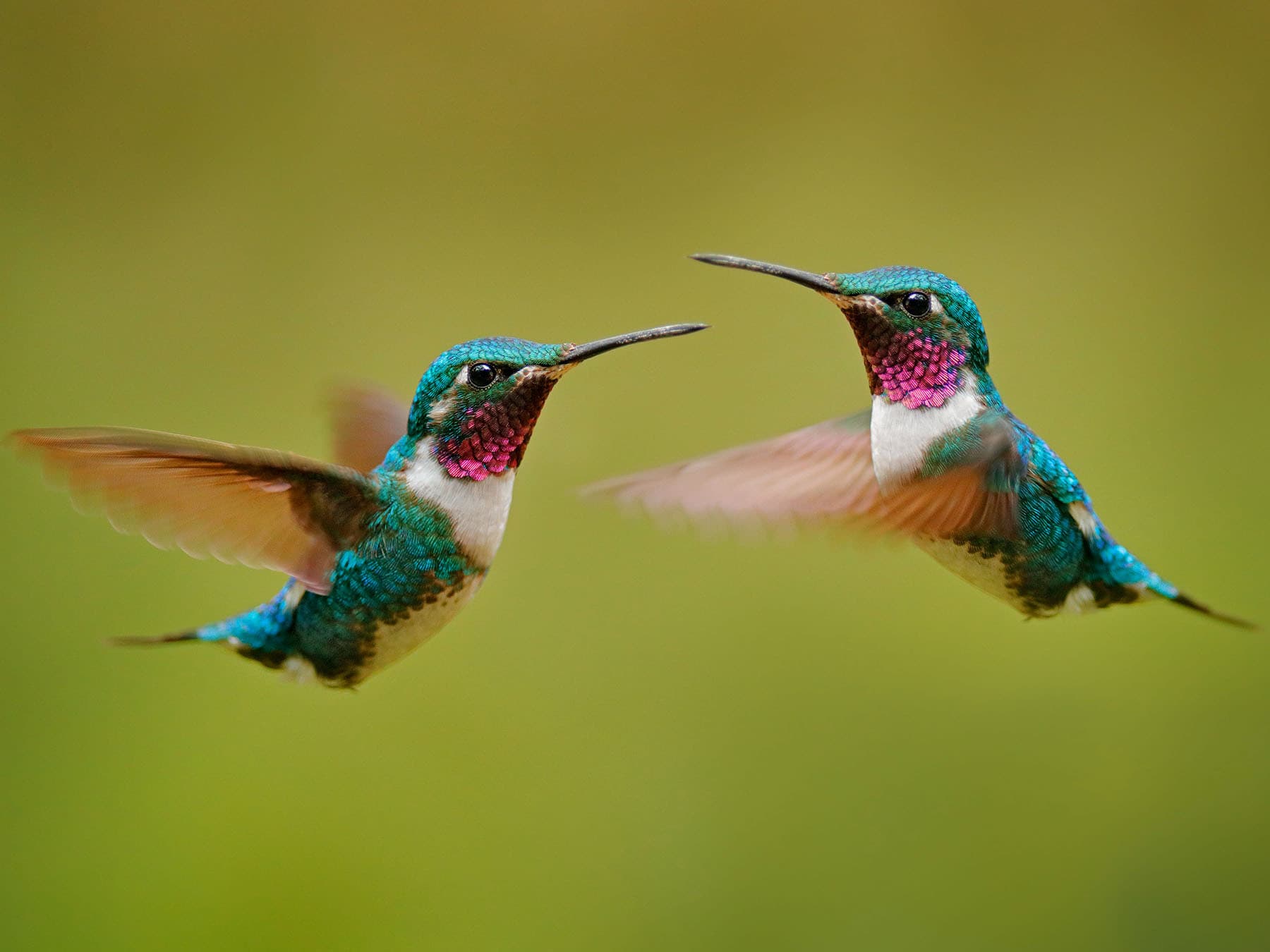 White bellied woodstars