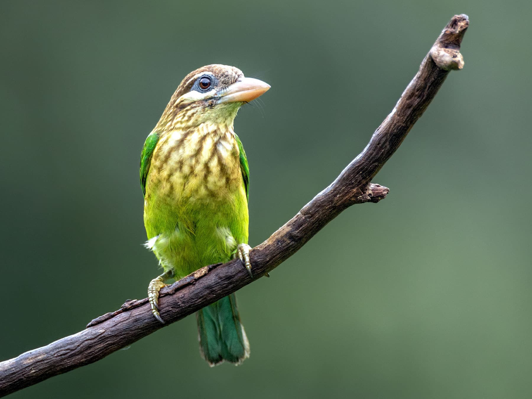 White-cheeked Barbet perched on a branch