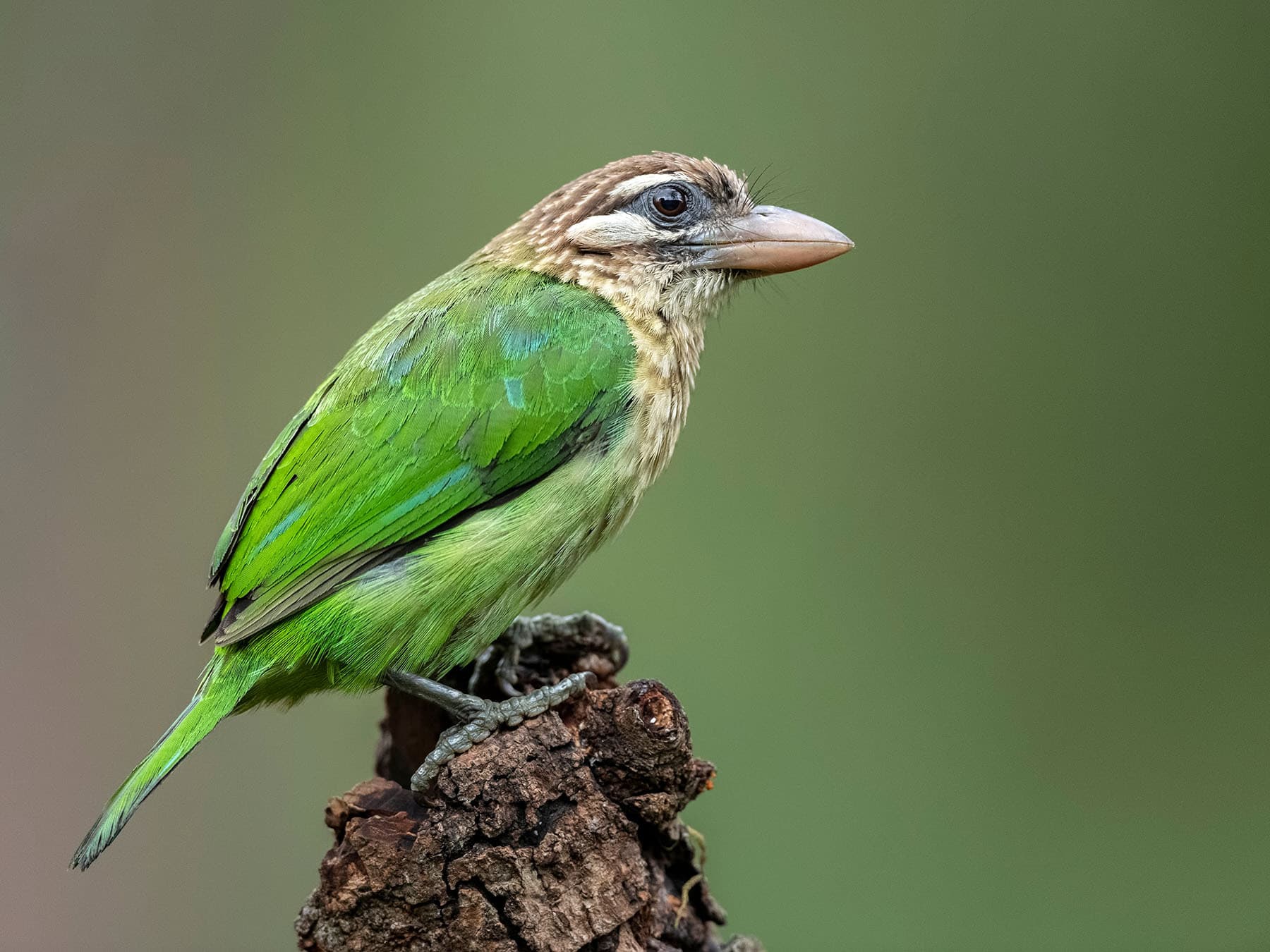 White-cheeked Barbet