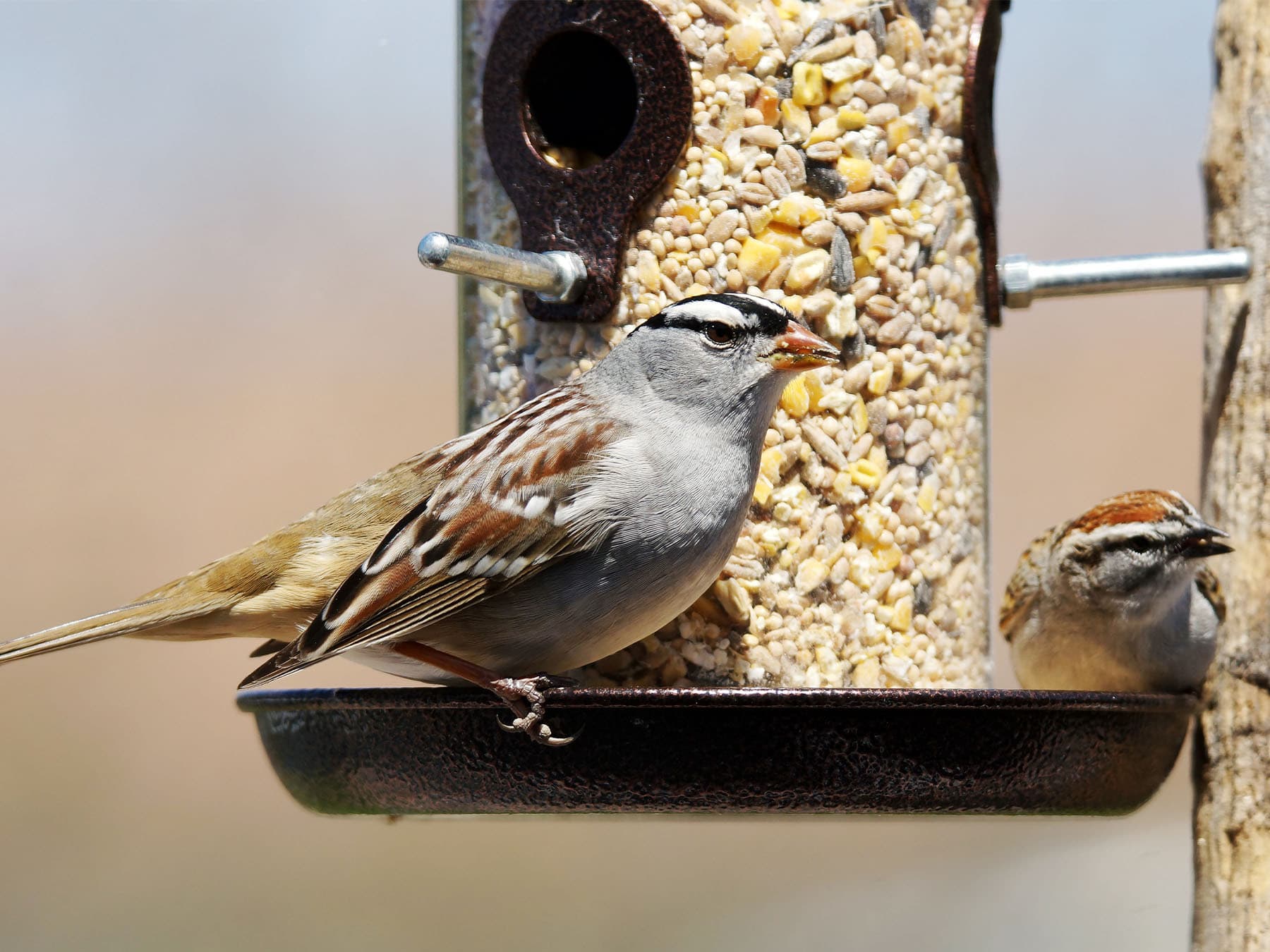 White crowned sparrow and chipping sparrow at bird feeder