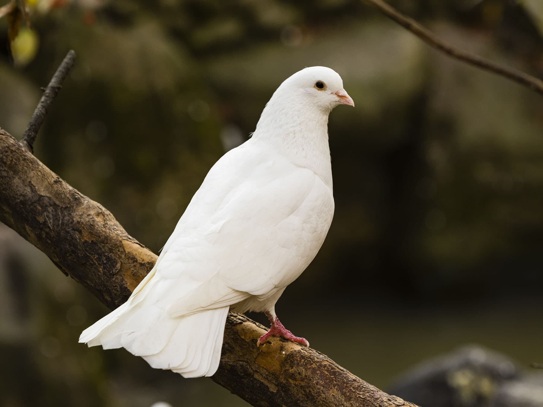 White dove perching on branch