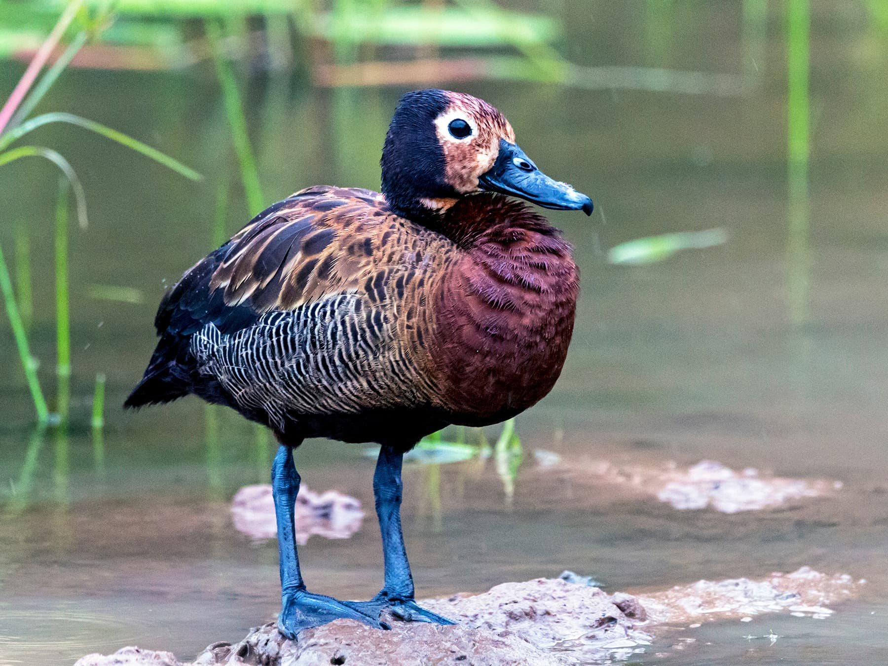 White faced whistling duck at watering hole in game reserve
