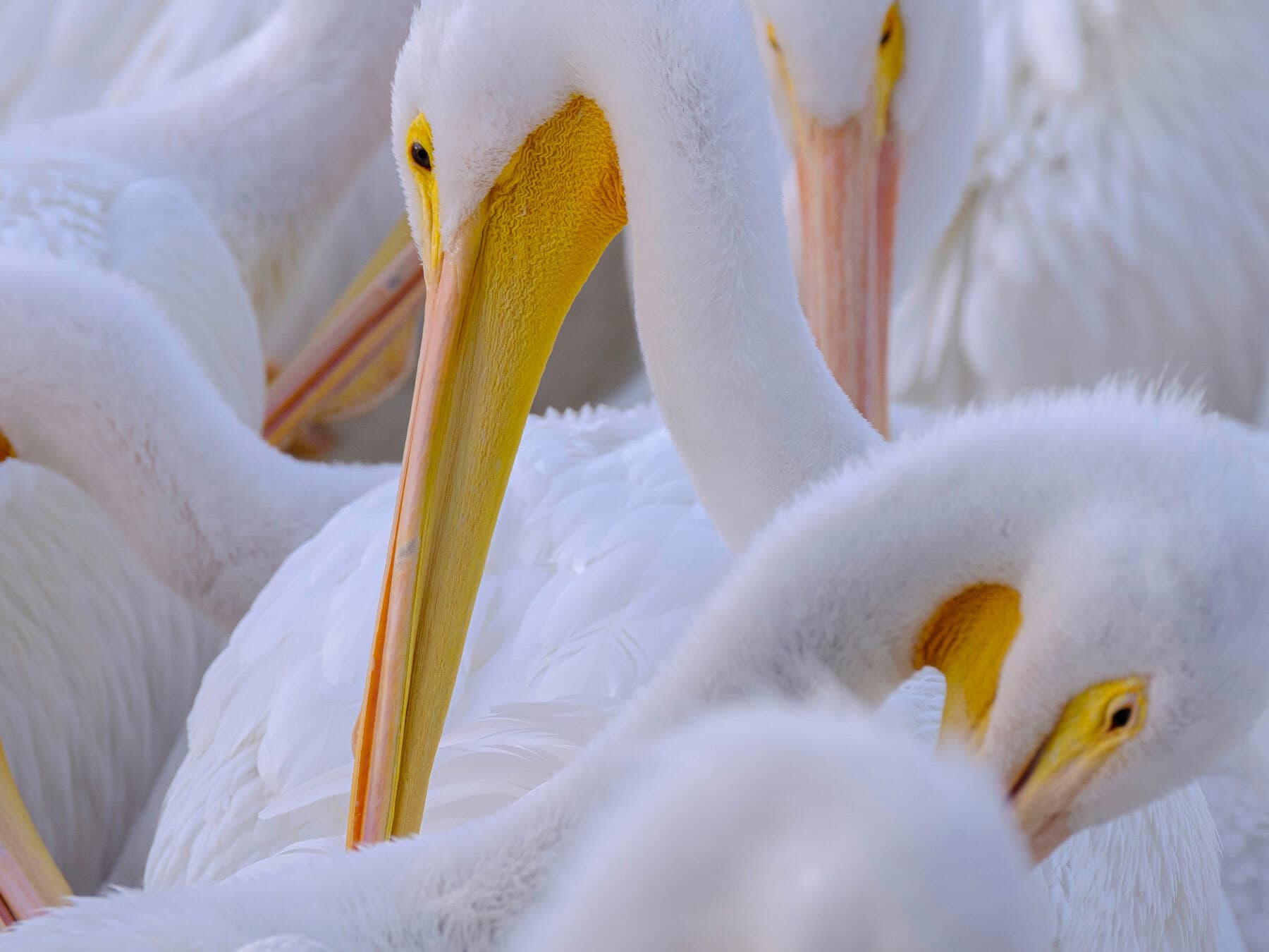 White pelicans in florida