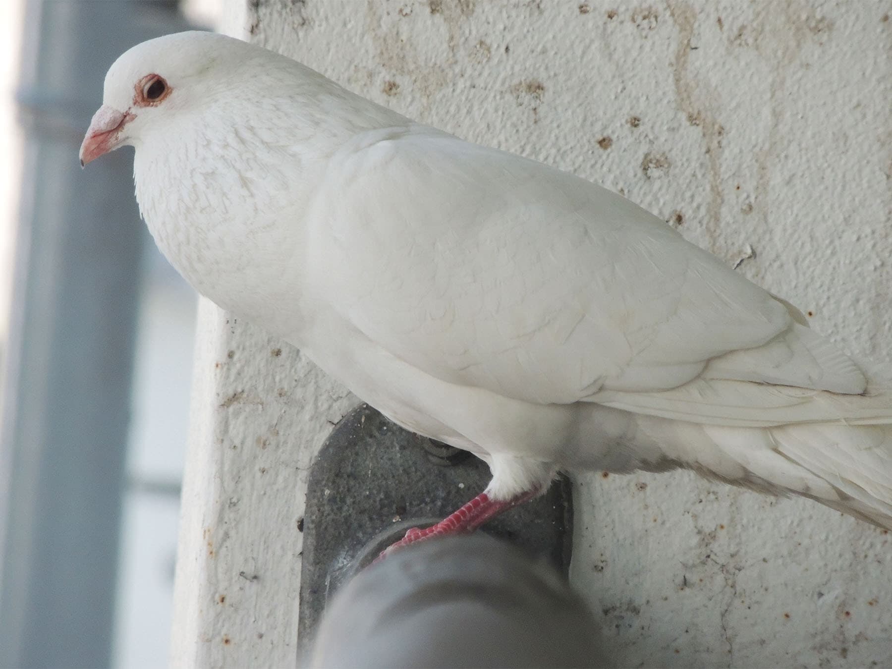 An all-white pigeon on a railing: an all-white 'dove' in town is a white feral pigeon