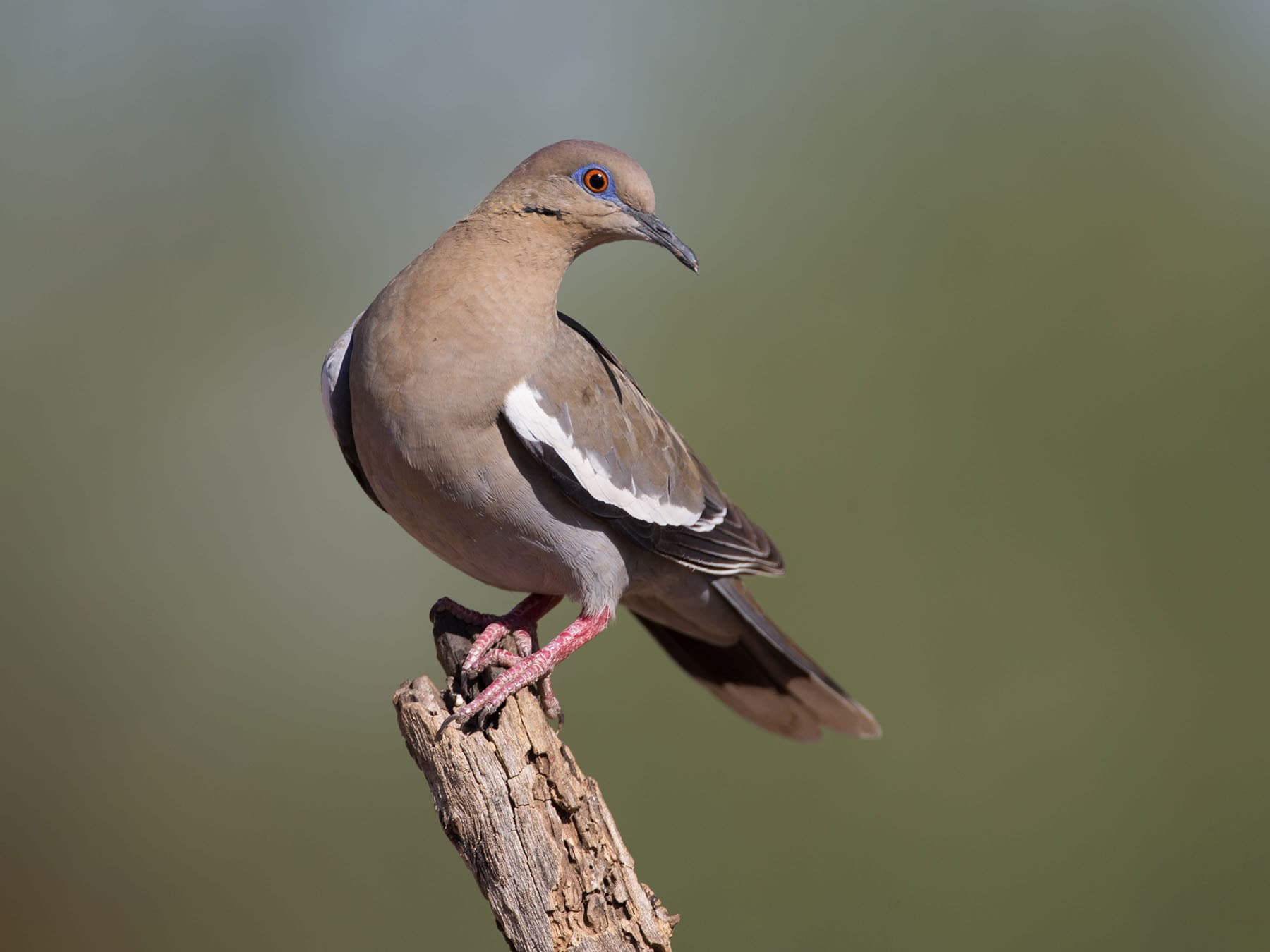 A White-winged Dove, with the white wing stripe that neither the Collared-Dove nor the Mourning Dove has.