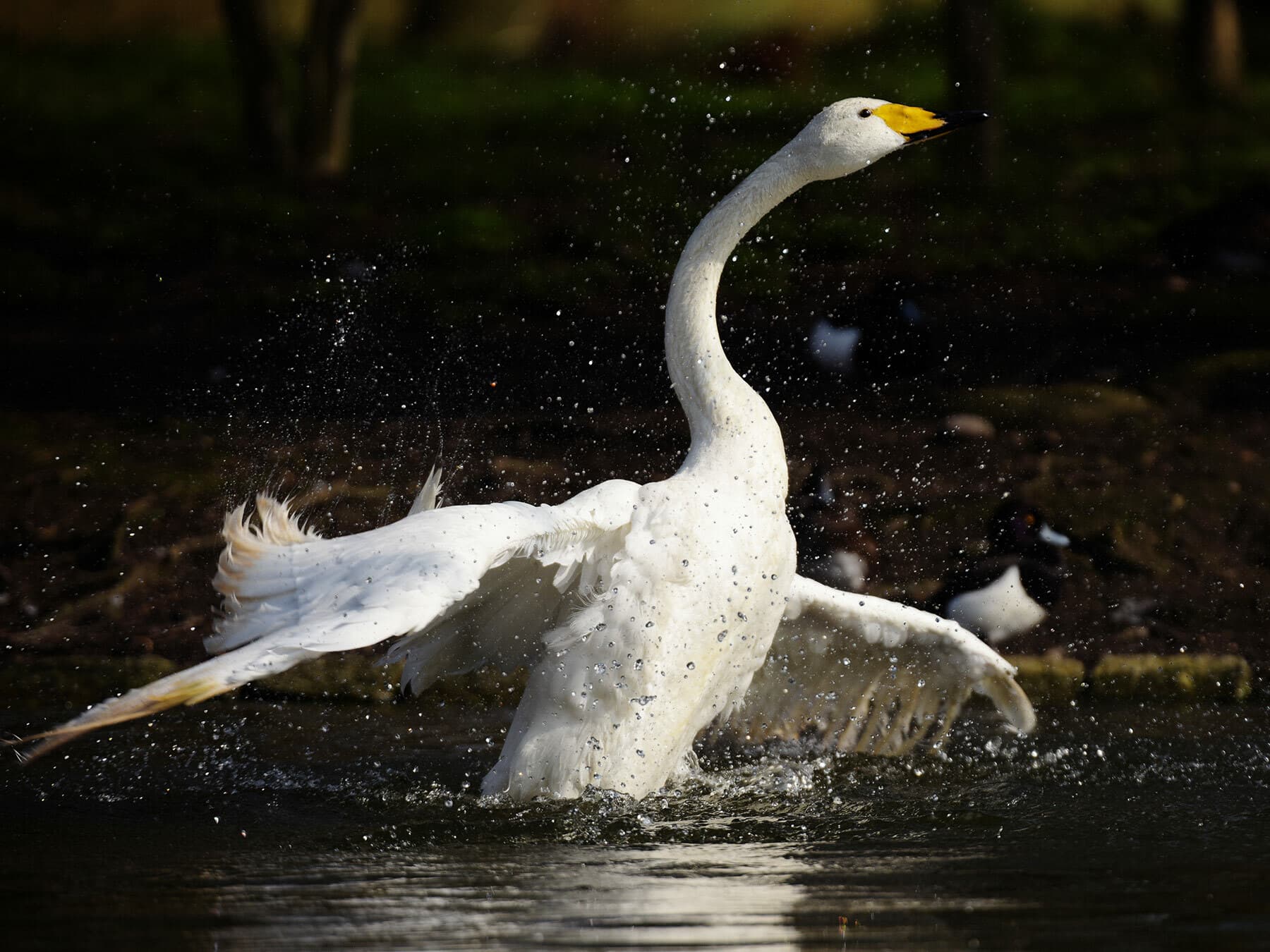 Whooper Swan