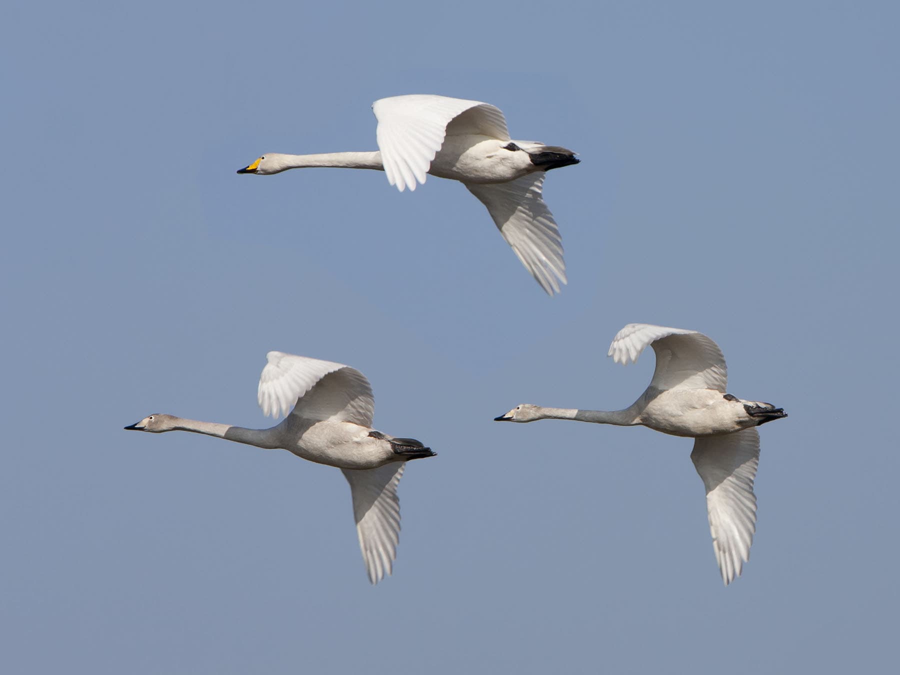 Whooper swan flight