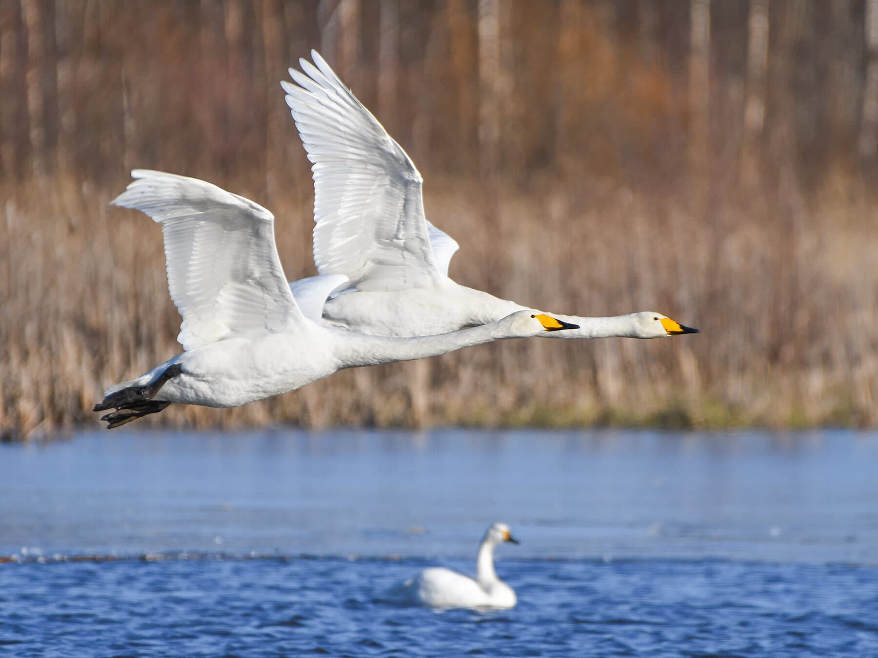 Whooper swan pair in flight