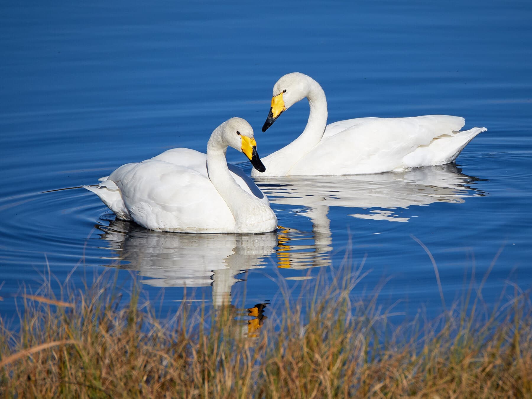 Whooper swan pair