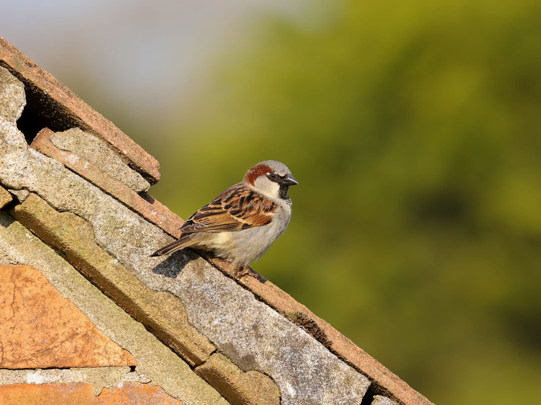 A male House Sparrow on an old tiled roof