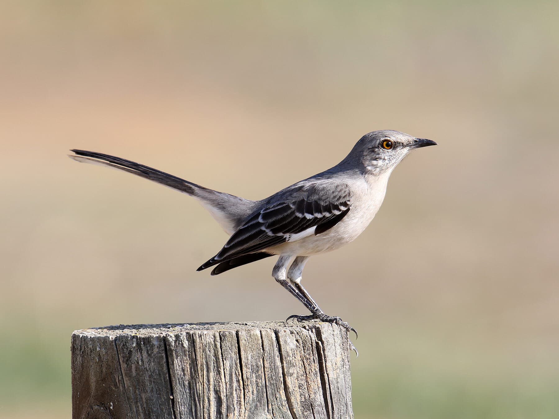 Why Do Birds Imitate Sounds? (Complete Guide)