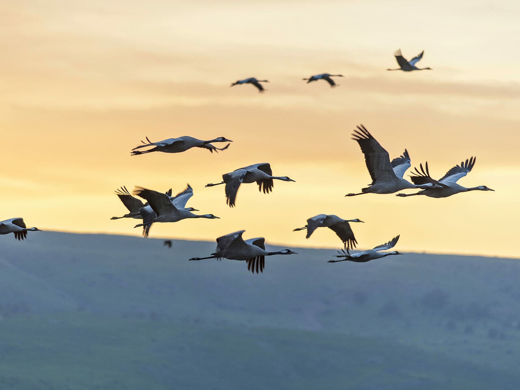 Why Do Birds Migrate?