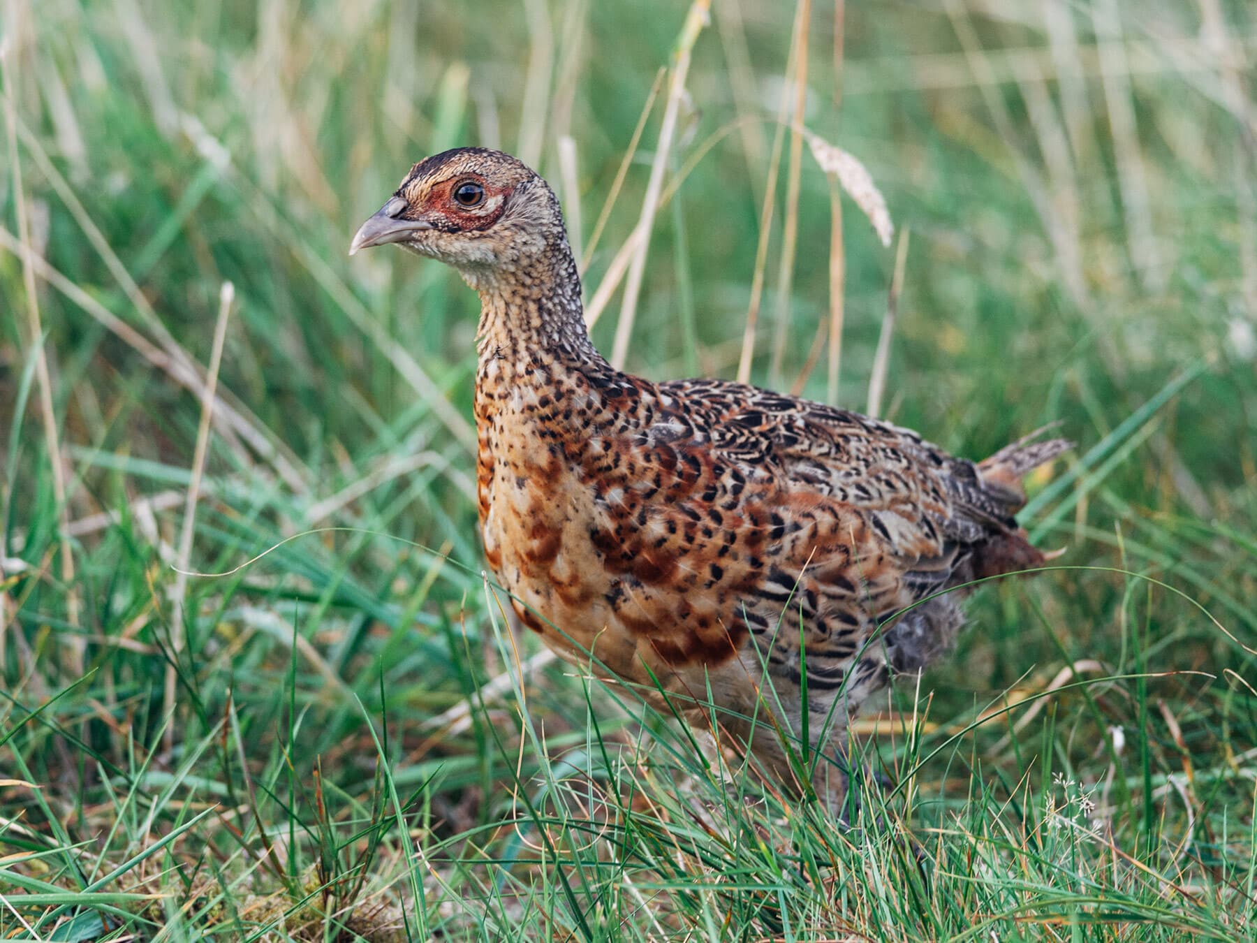 Wild pheasant chick