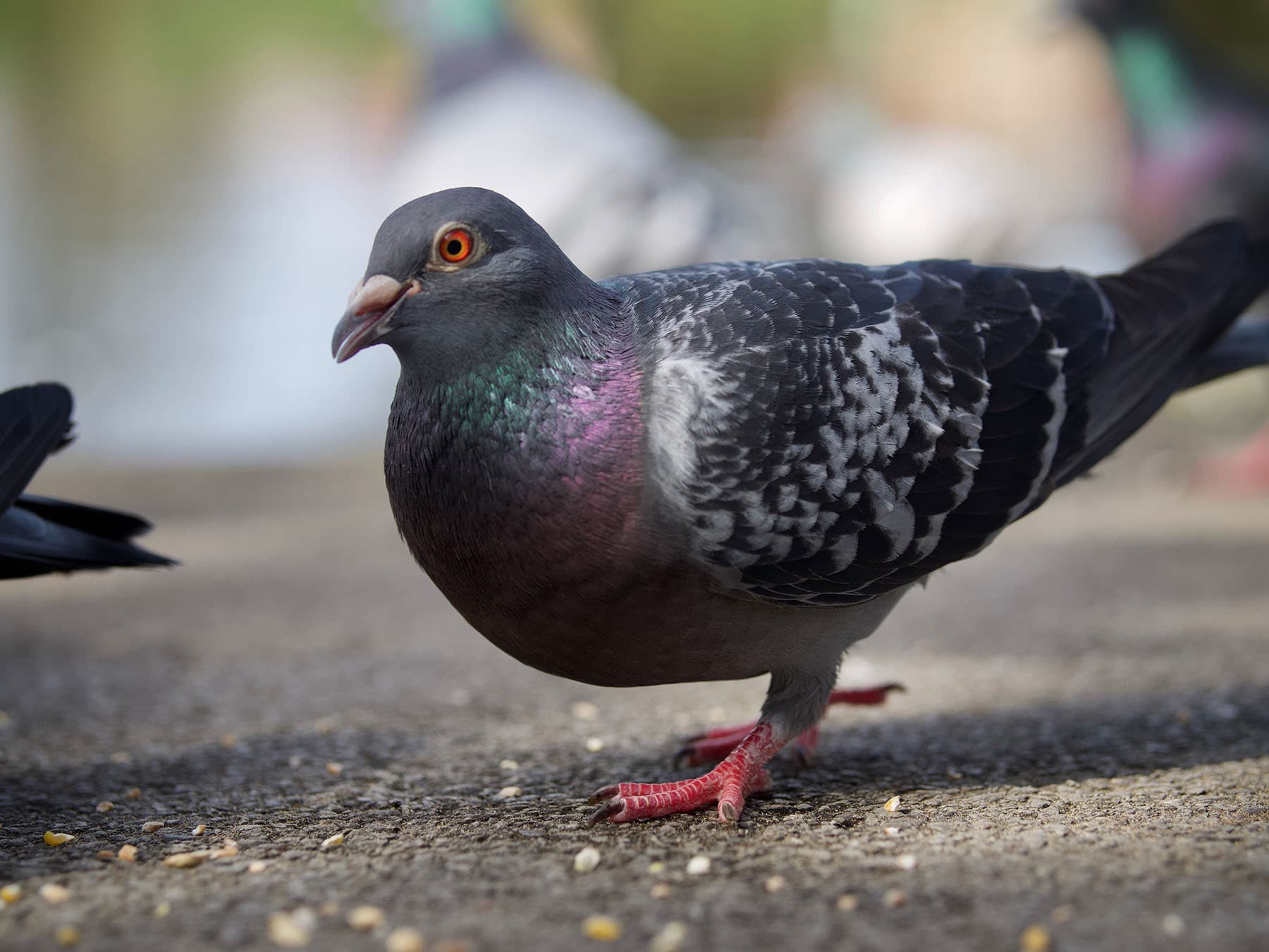 Wild pigeon foraging