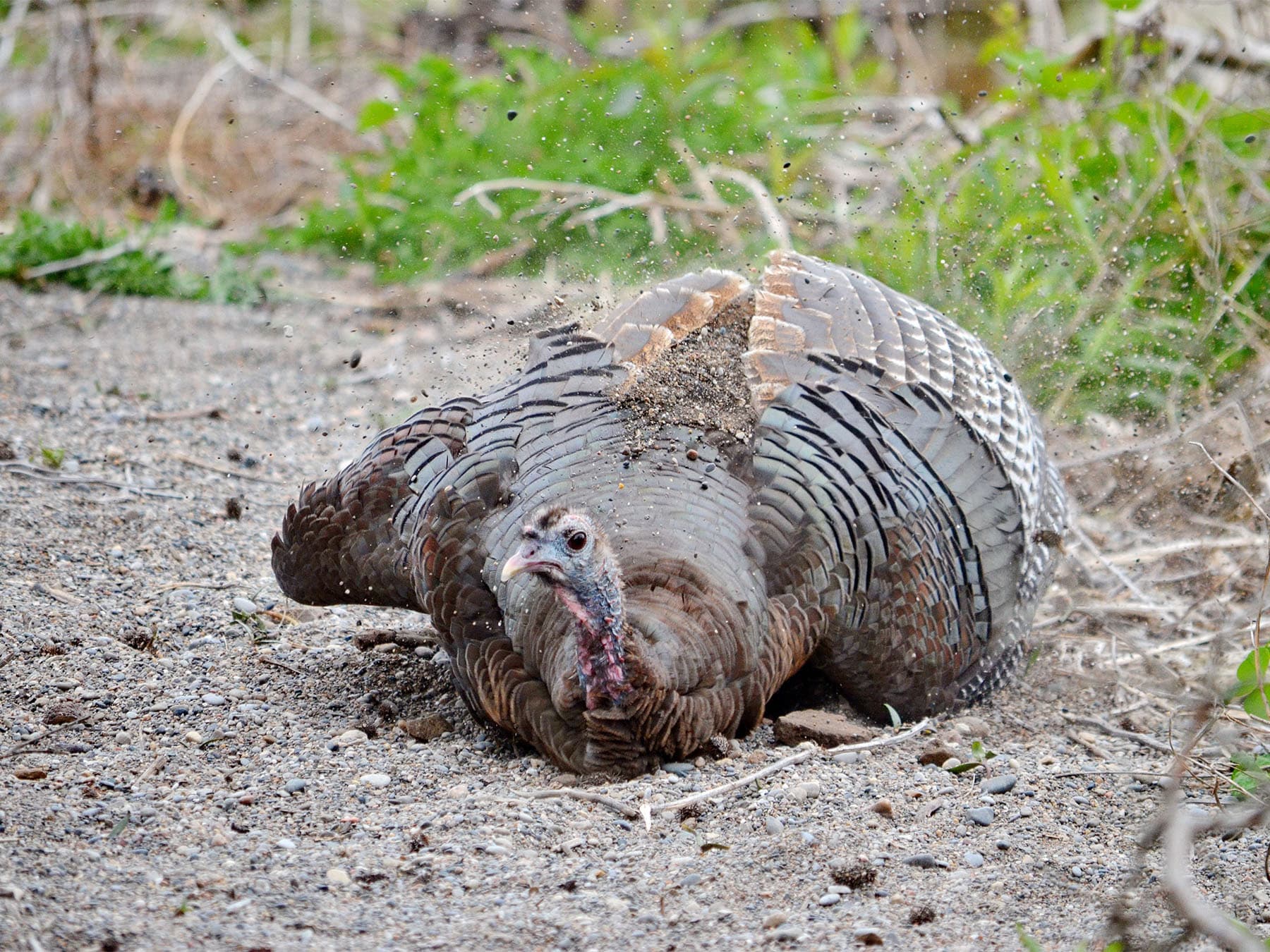 Wild turkey having dust bath