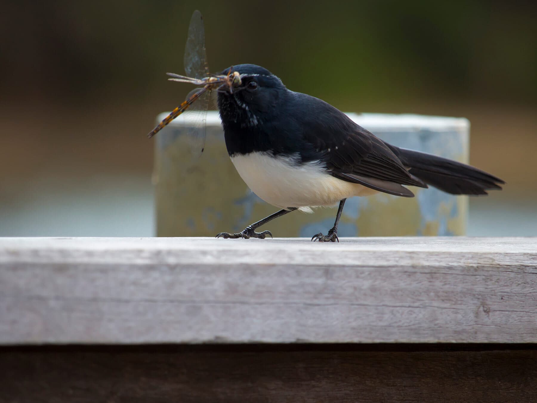 Willie wagtail dragonfly