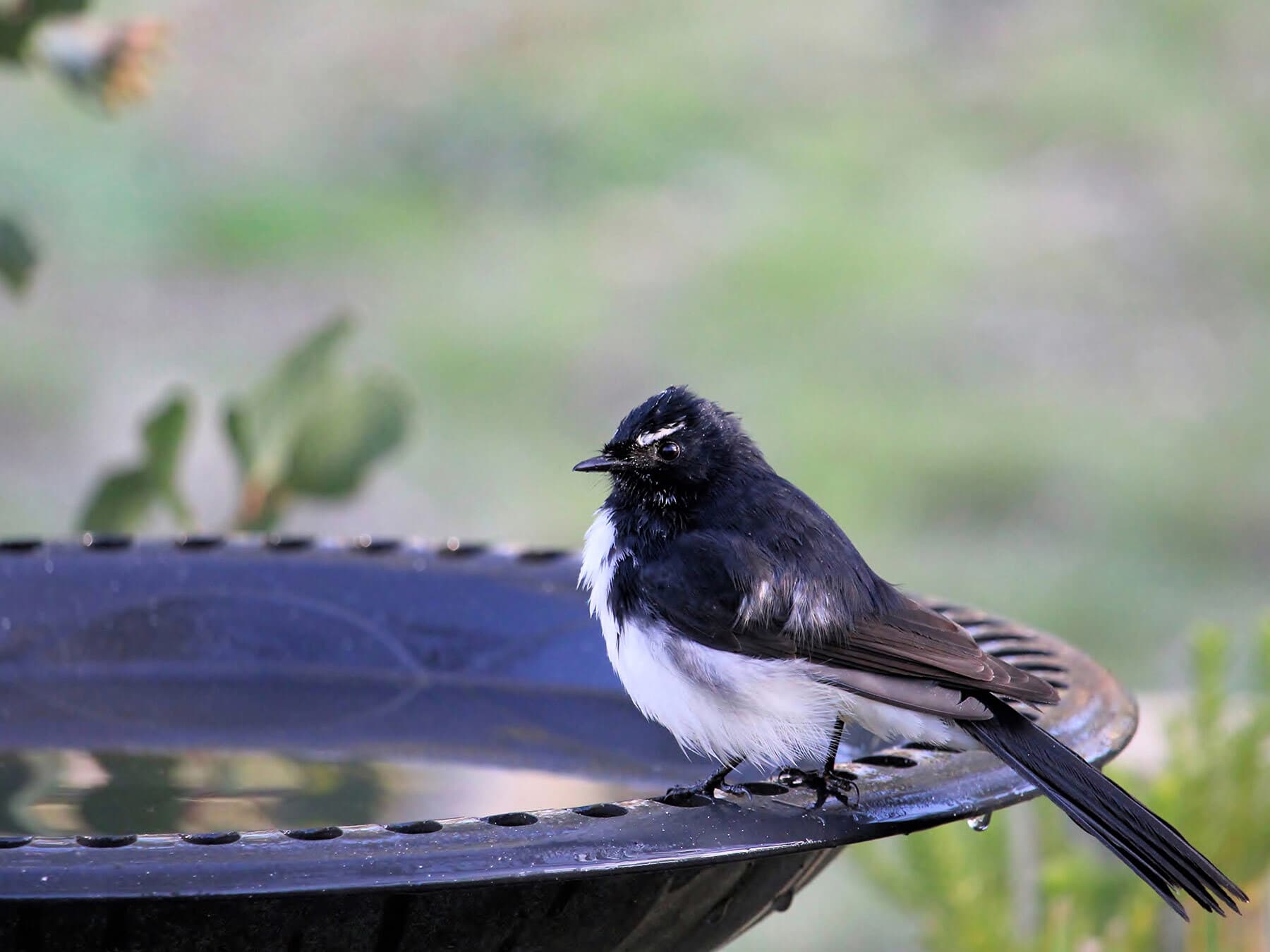 Willie wagtail drinking water