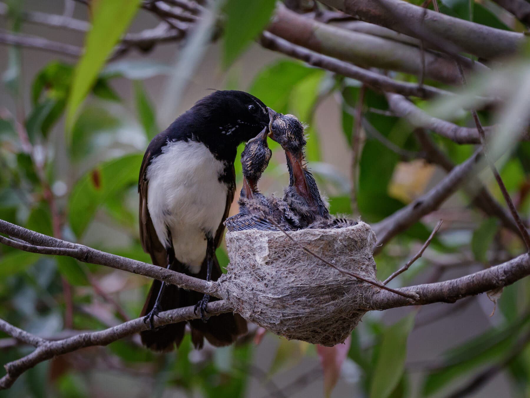 Willie wagtail feeding chicks