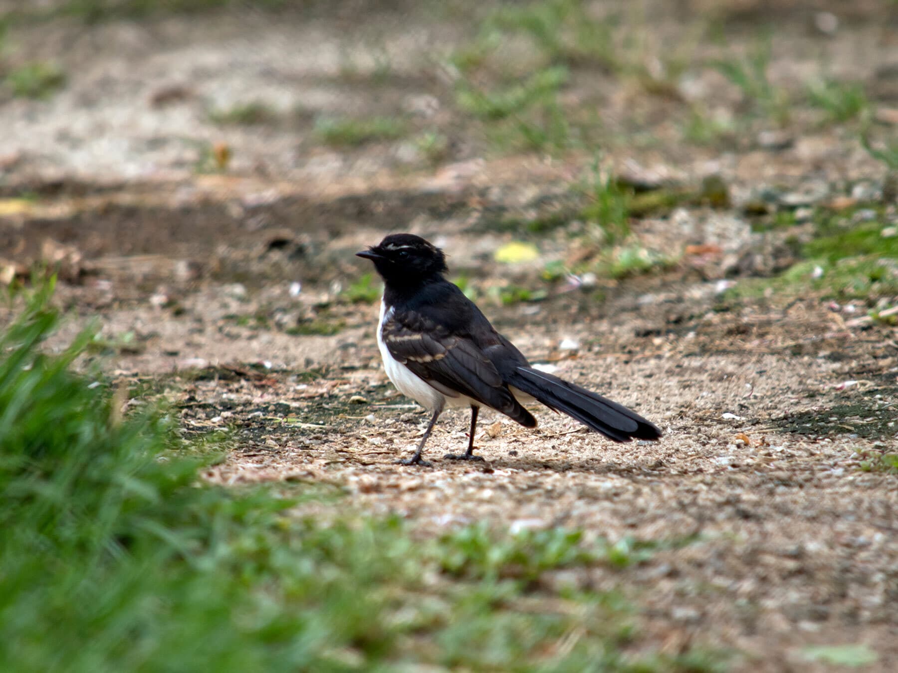 Willie wagtail foraging 1