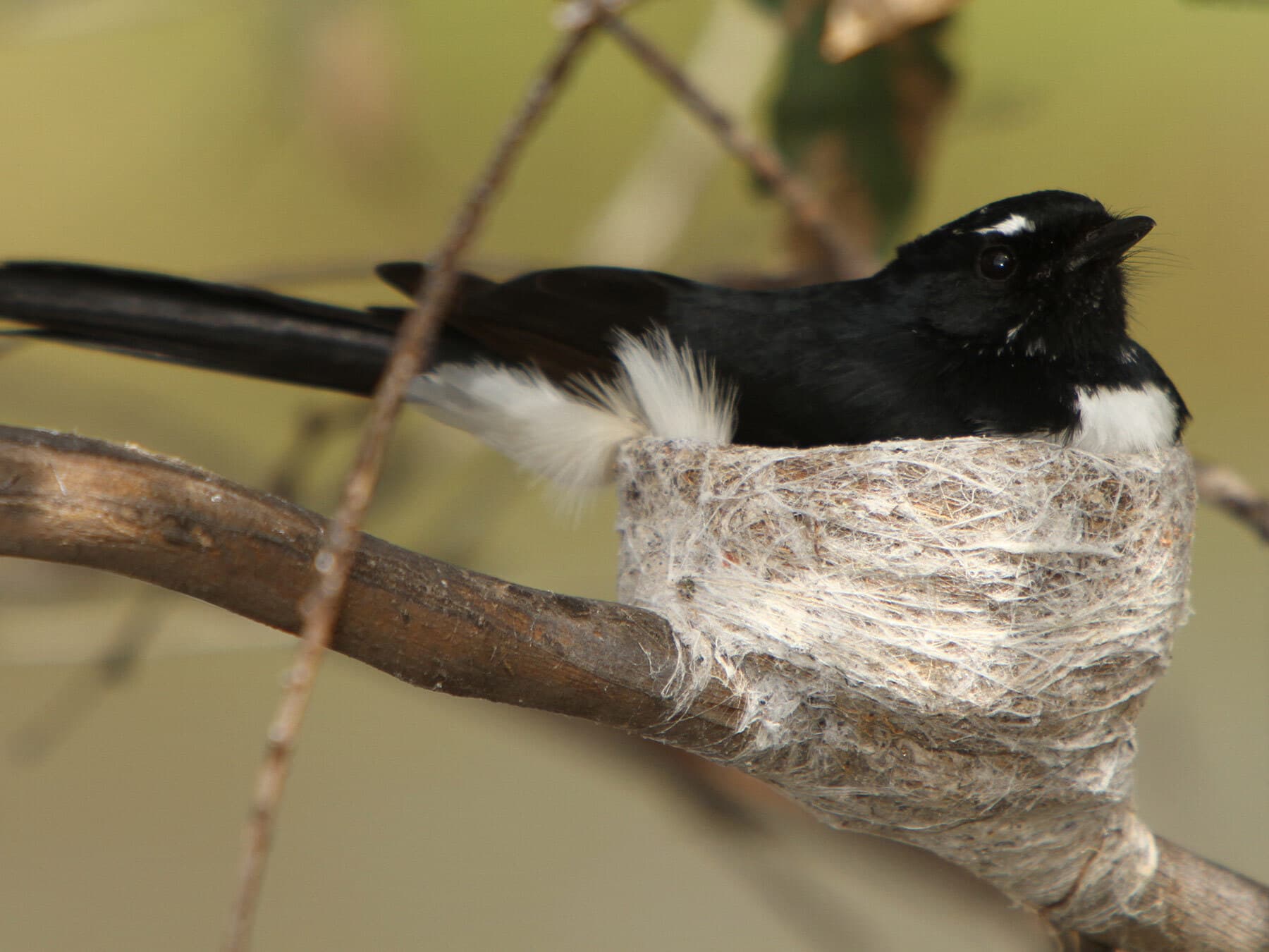 Willie wagtail nest