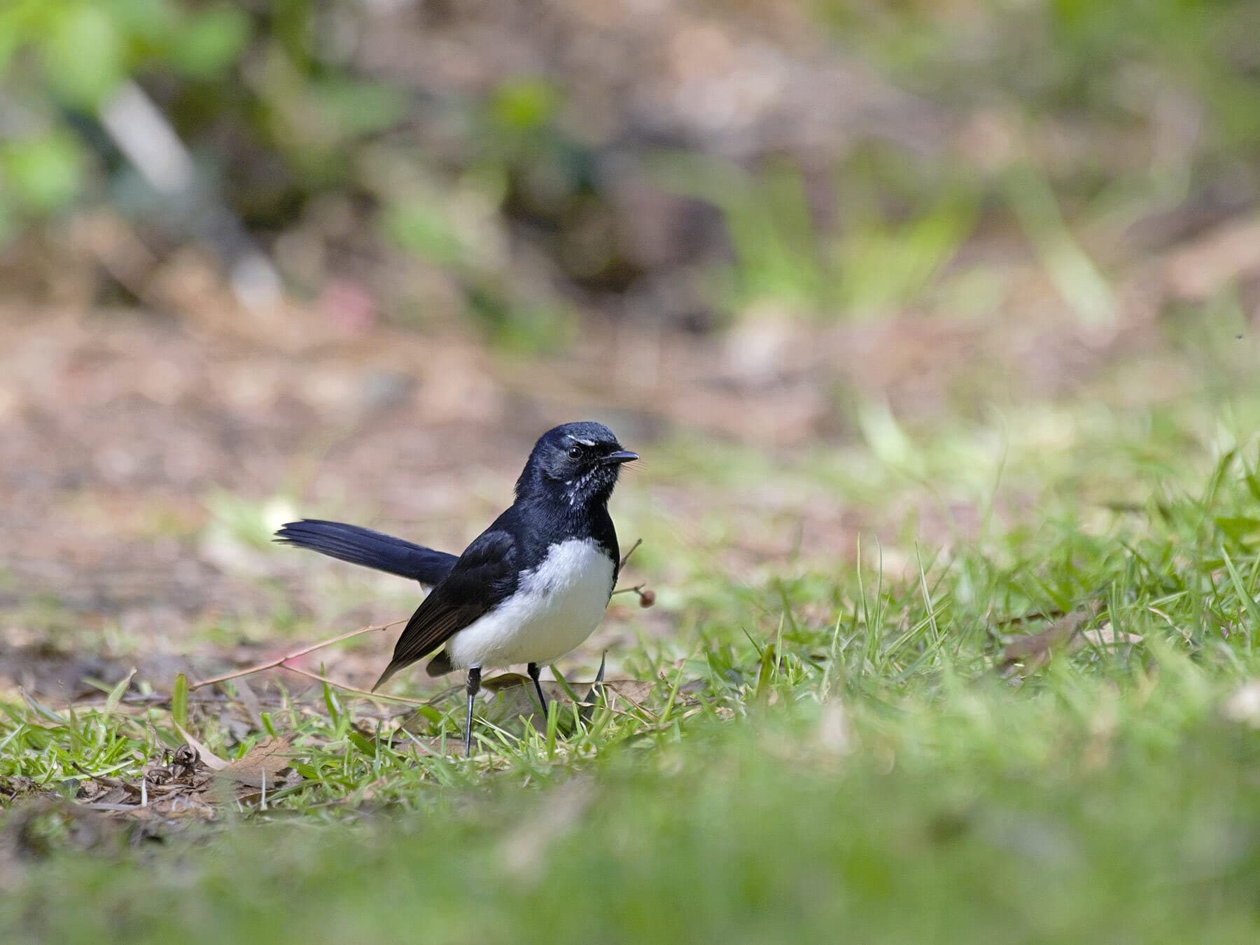 Willie wagtail on ground