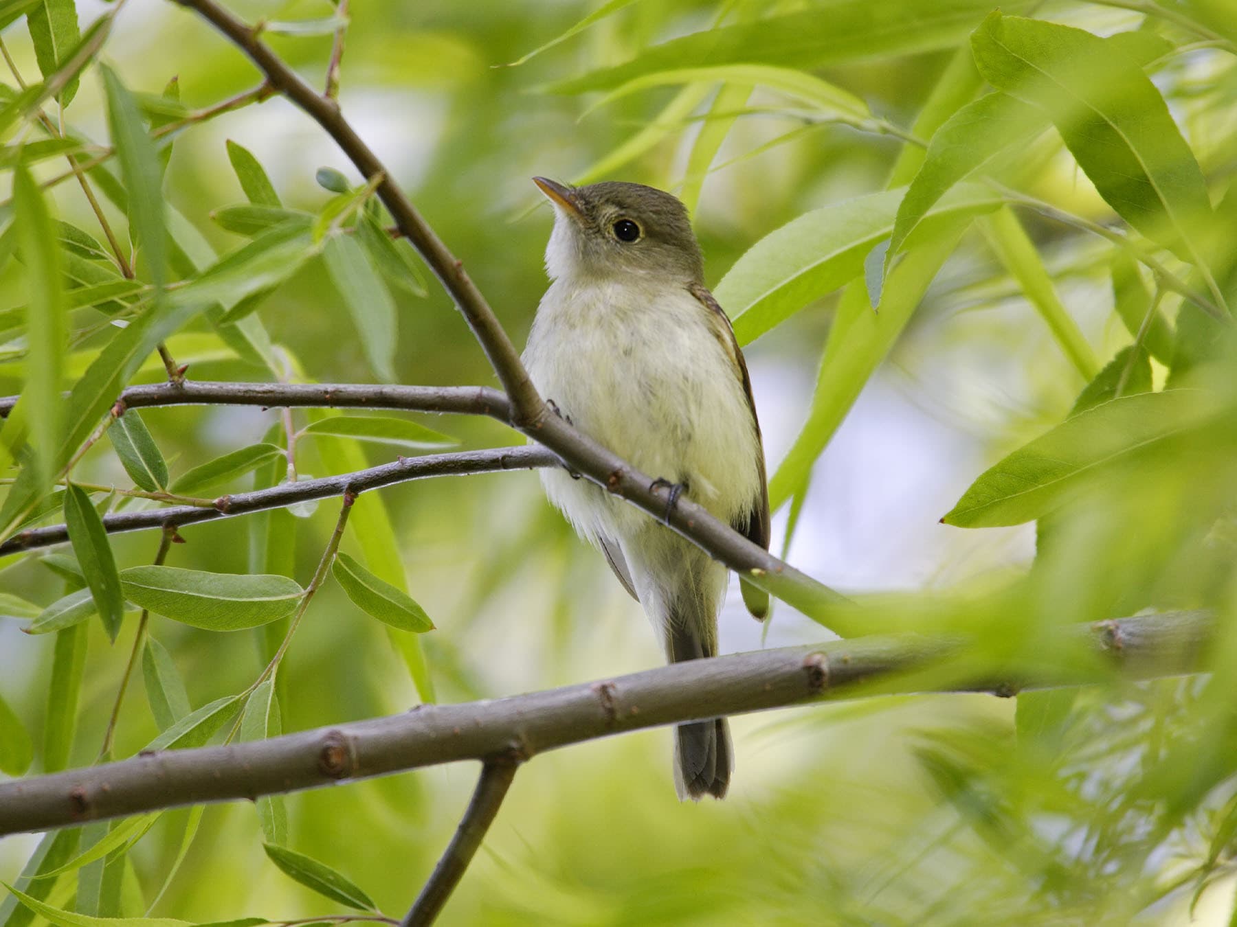 Willow Flycatcher perching on a branch