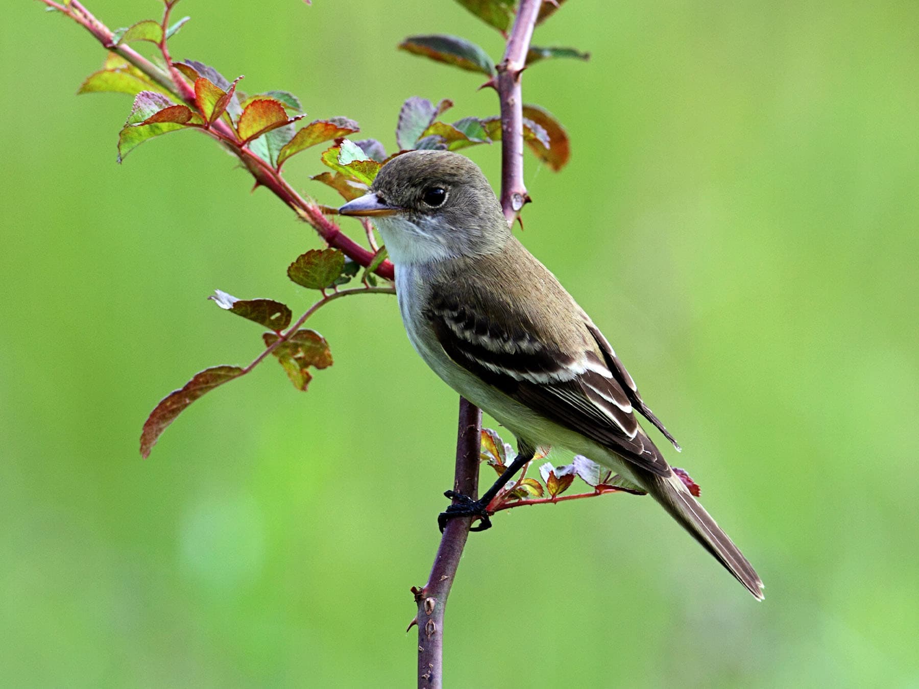 Willow Flycatcher
