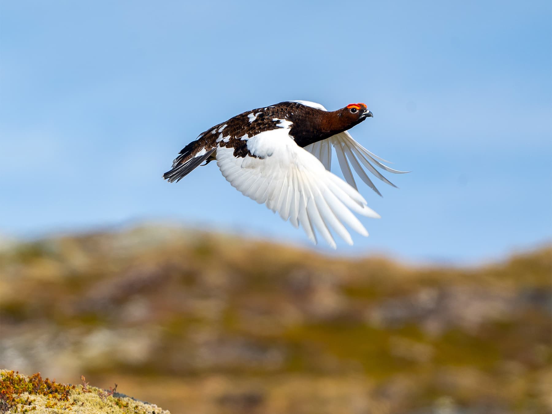 Willow ptarmigan in flight in tundra
