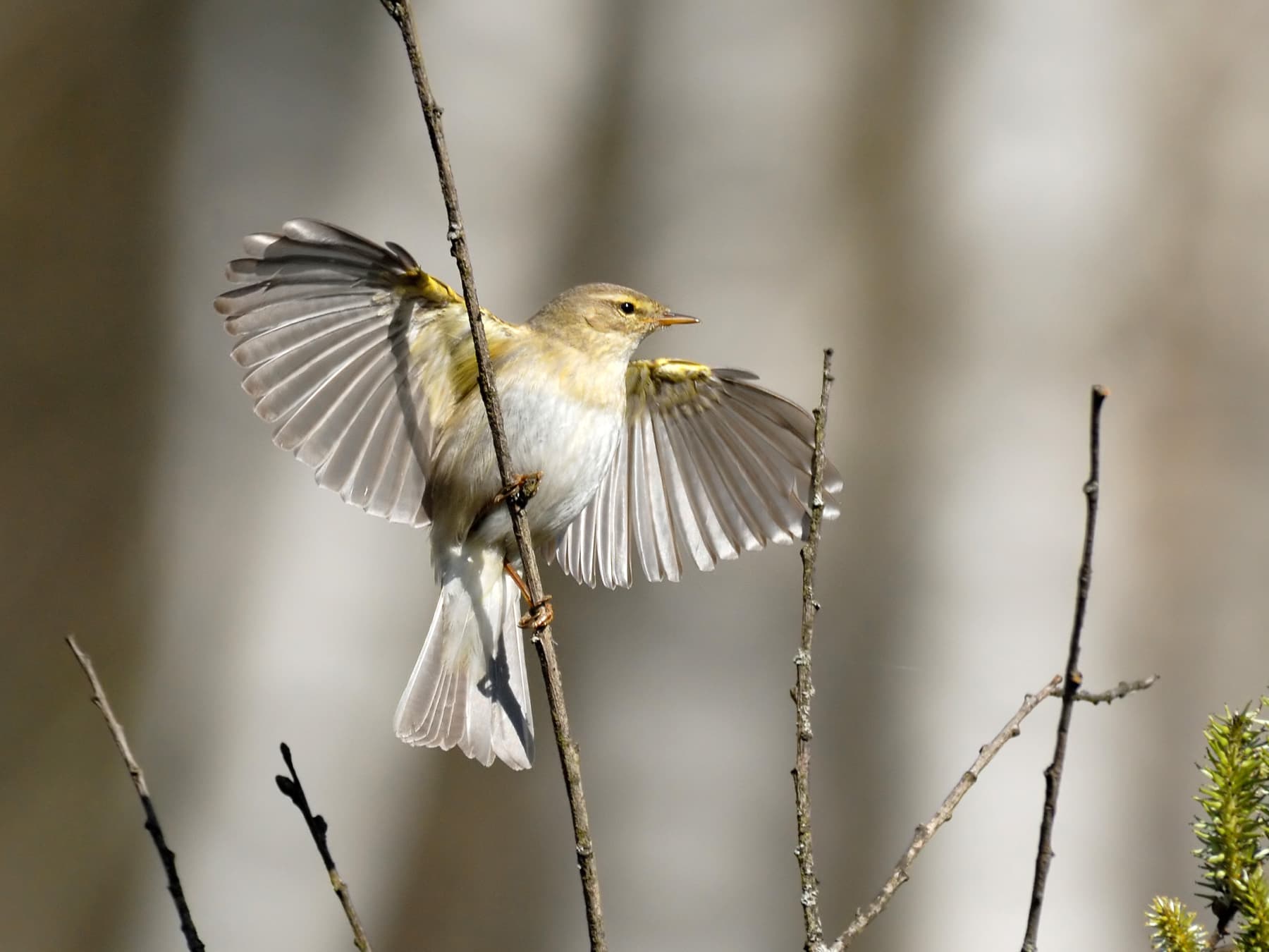 Willow warbler with wings outstretched