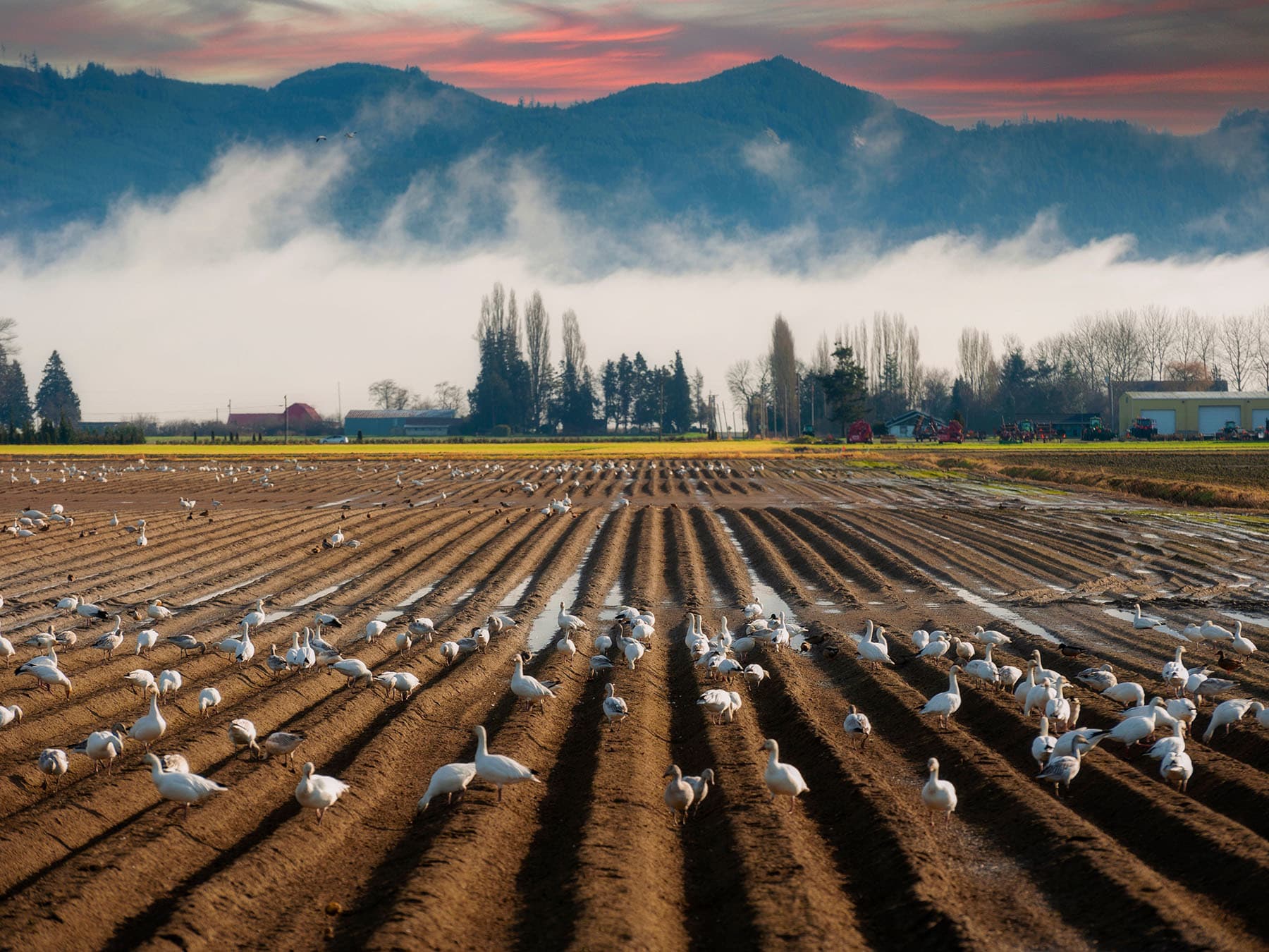 Winrer geese feeding snow geese