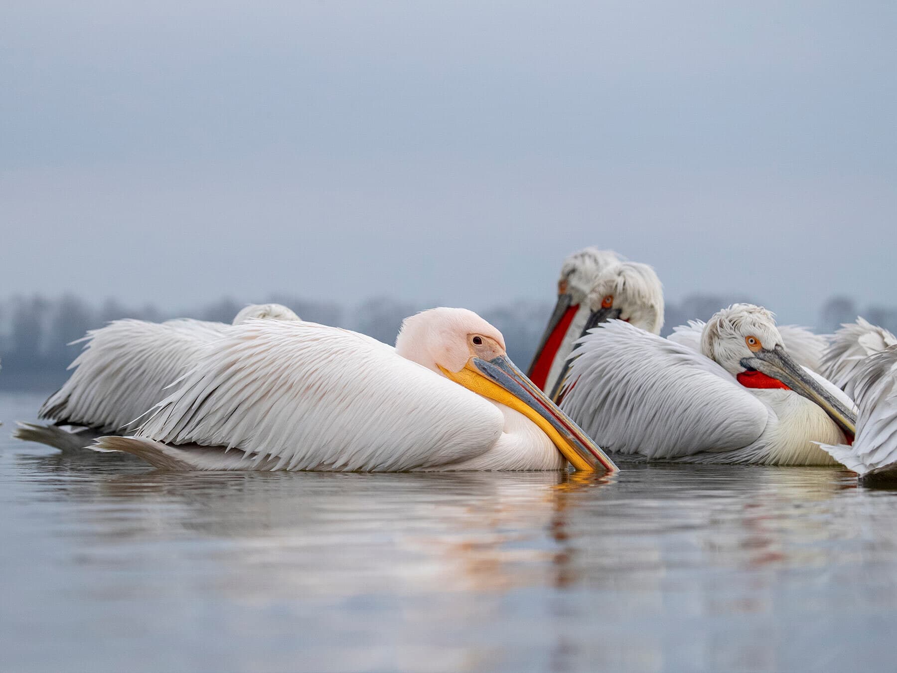 Wintering pelicans