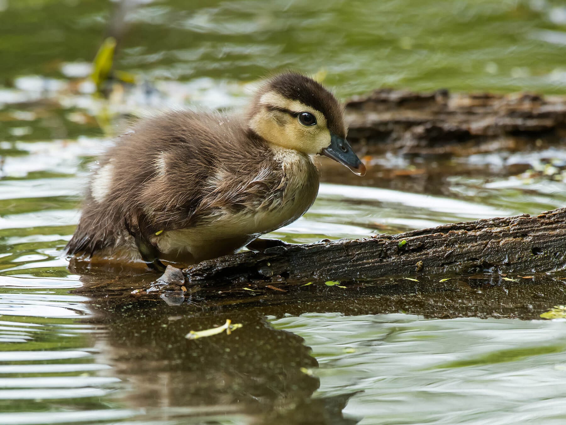 Wood duck chick