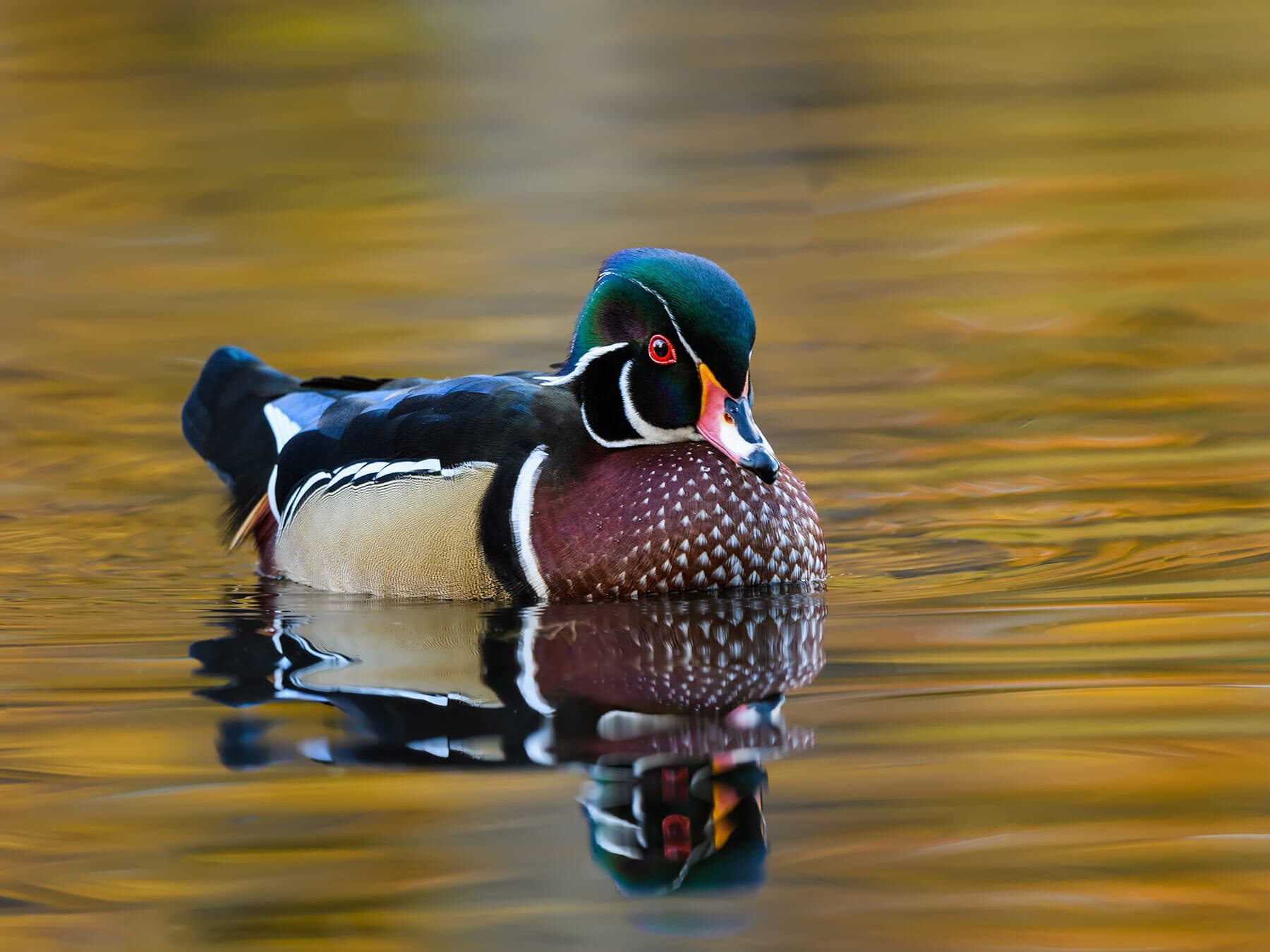Wood duck diet