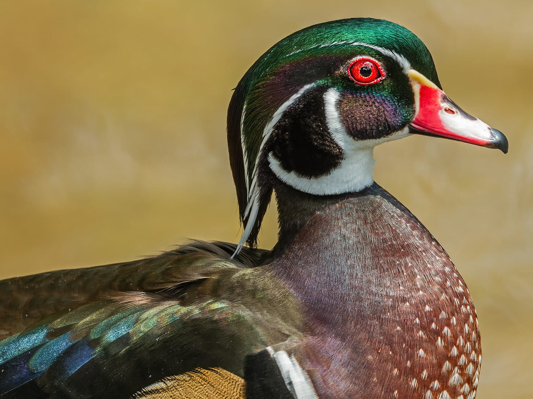 Wood duck portrait