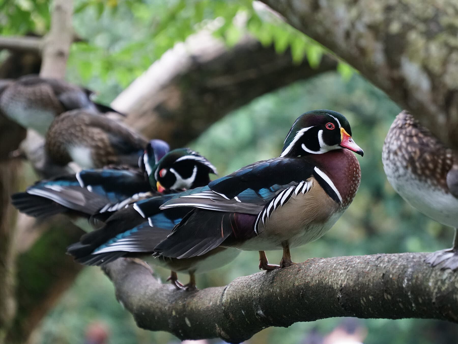 Wood ducks resting on branch
