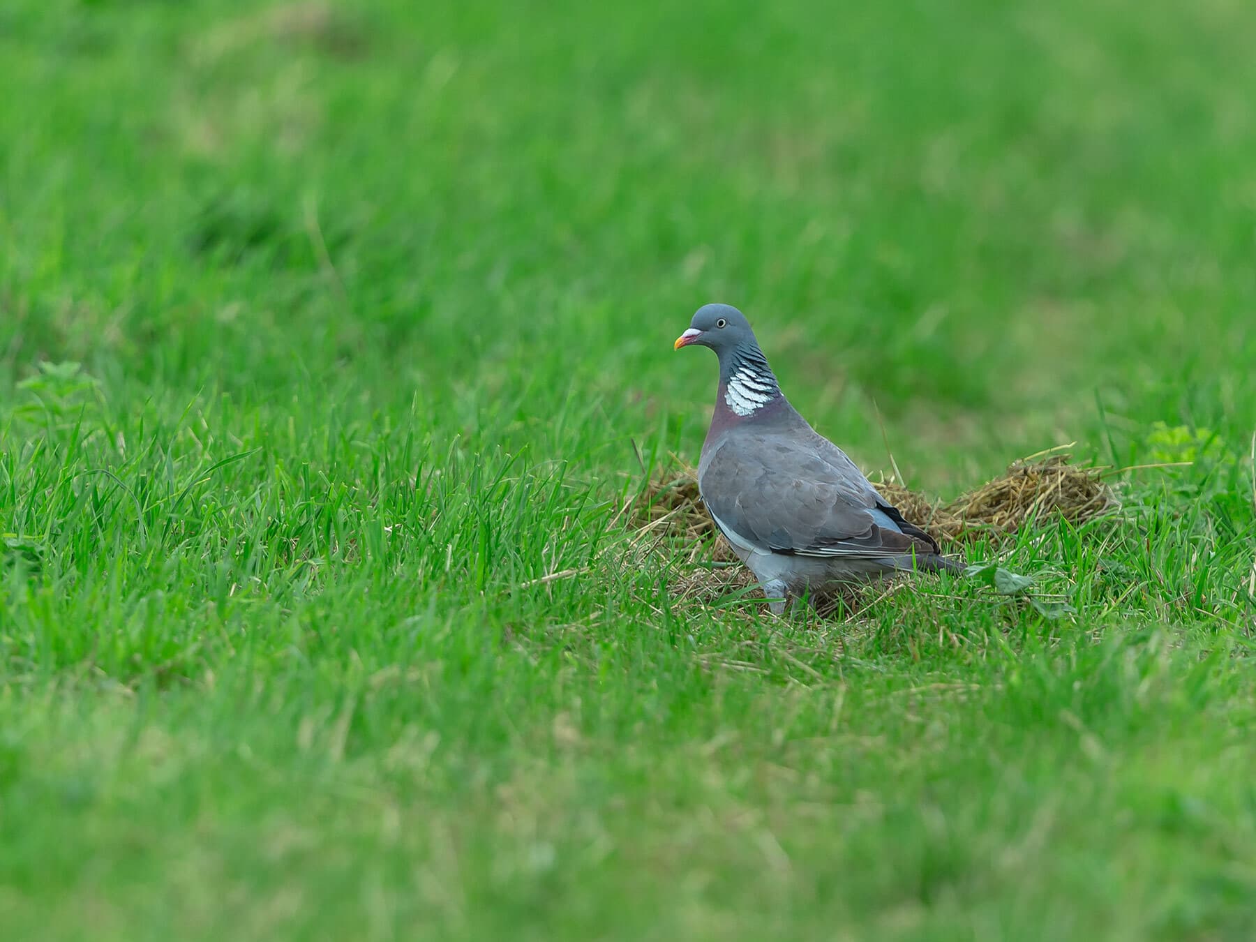 Wood pigeon foraging