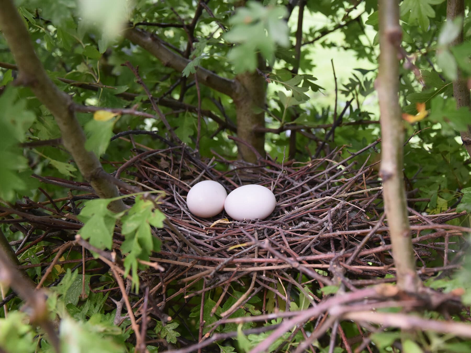 Wood pigeon nest
