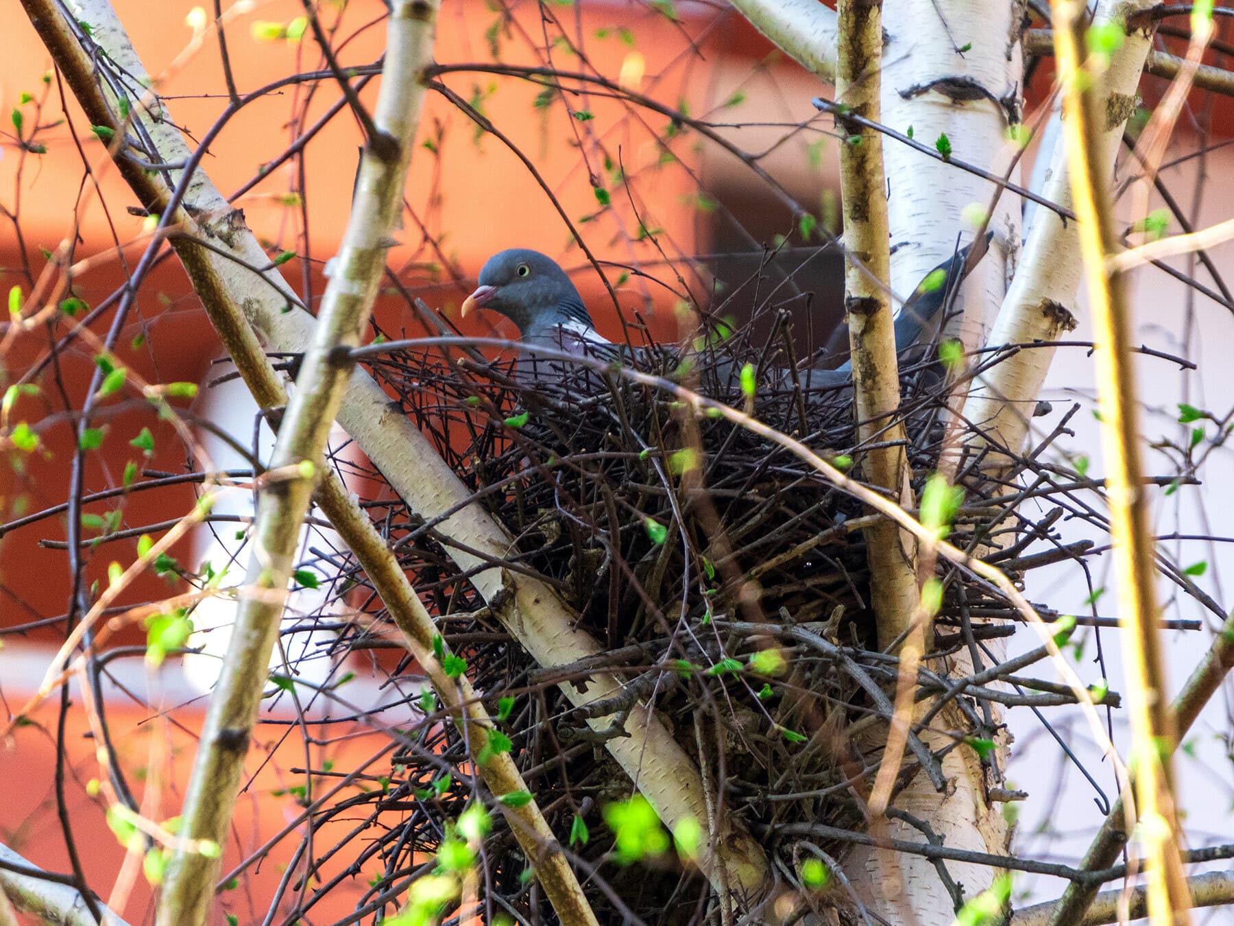Wood pigeon nesting in trees