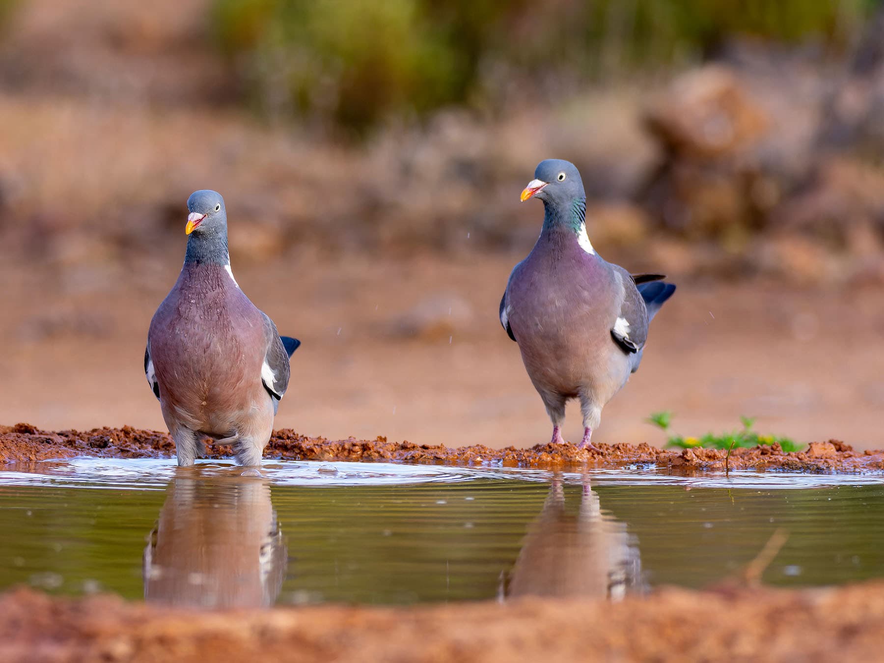 Wood pigeon pair drinking
