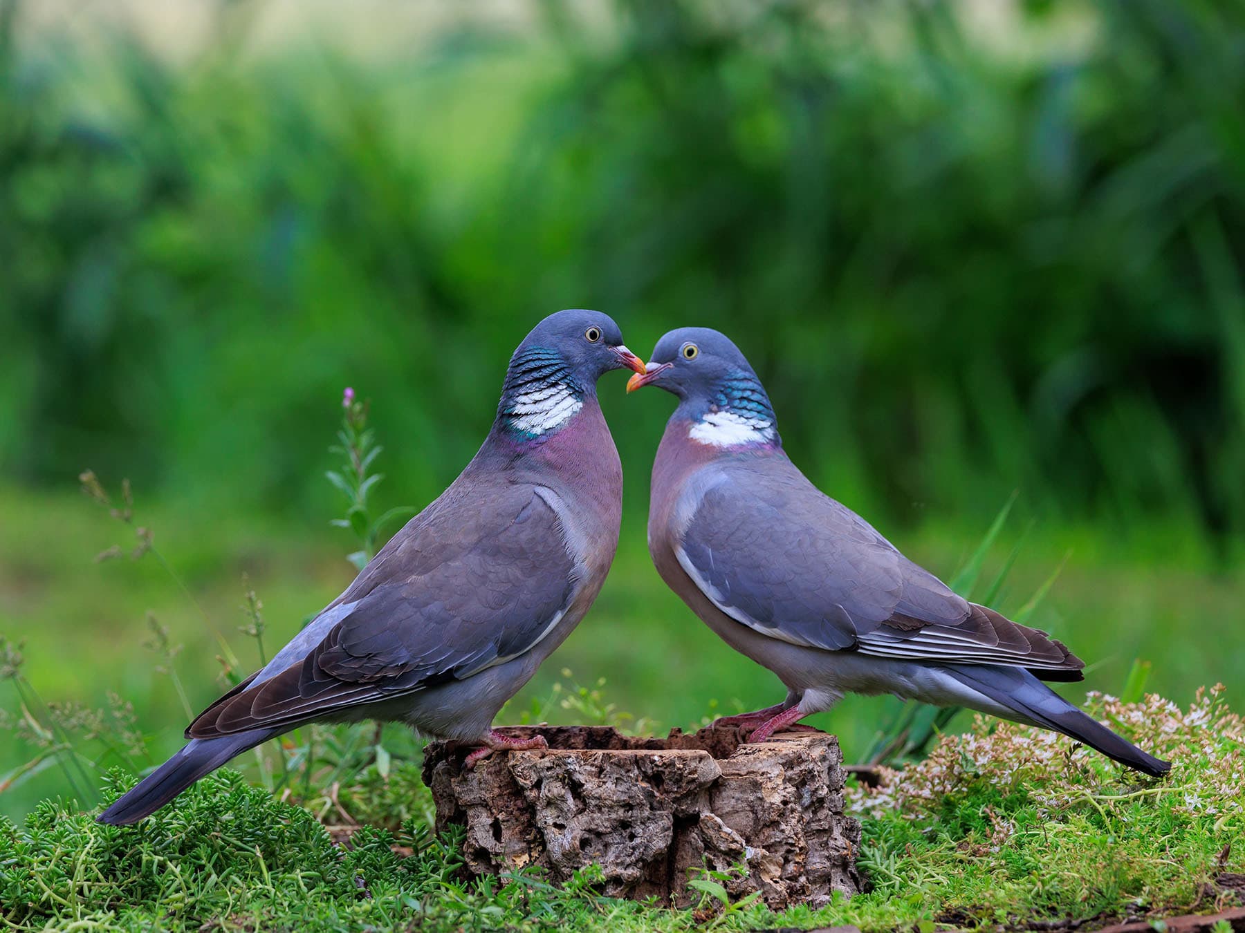 Wood pigeon pair