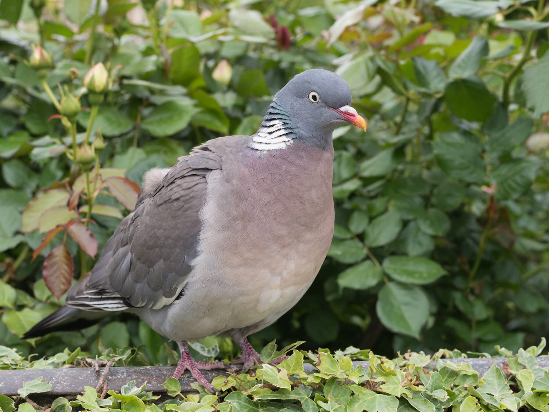 Wood pigeon perched