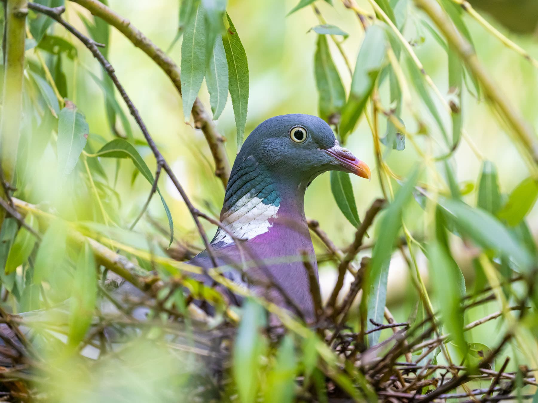 Wood pigeon sitting on nest